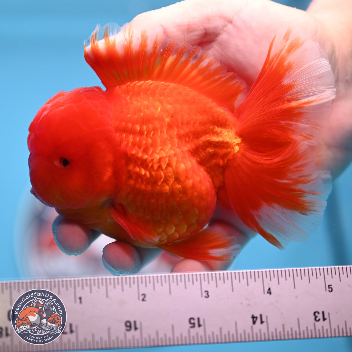 Classic Red Rose Tail Oranda 3.5 inches Body - Male (250307_OR11)
