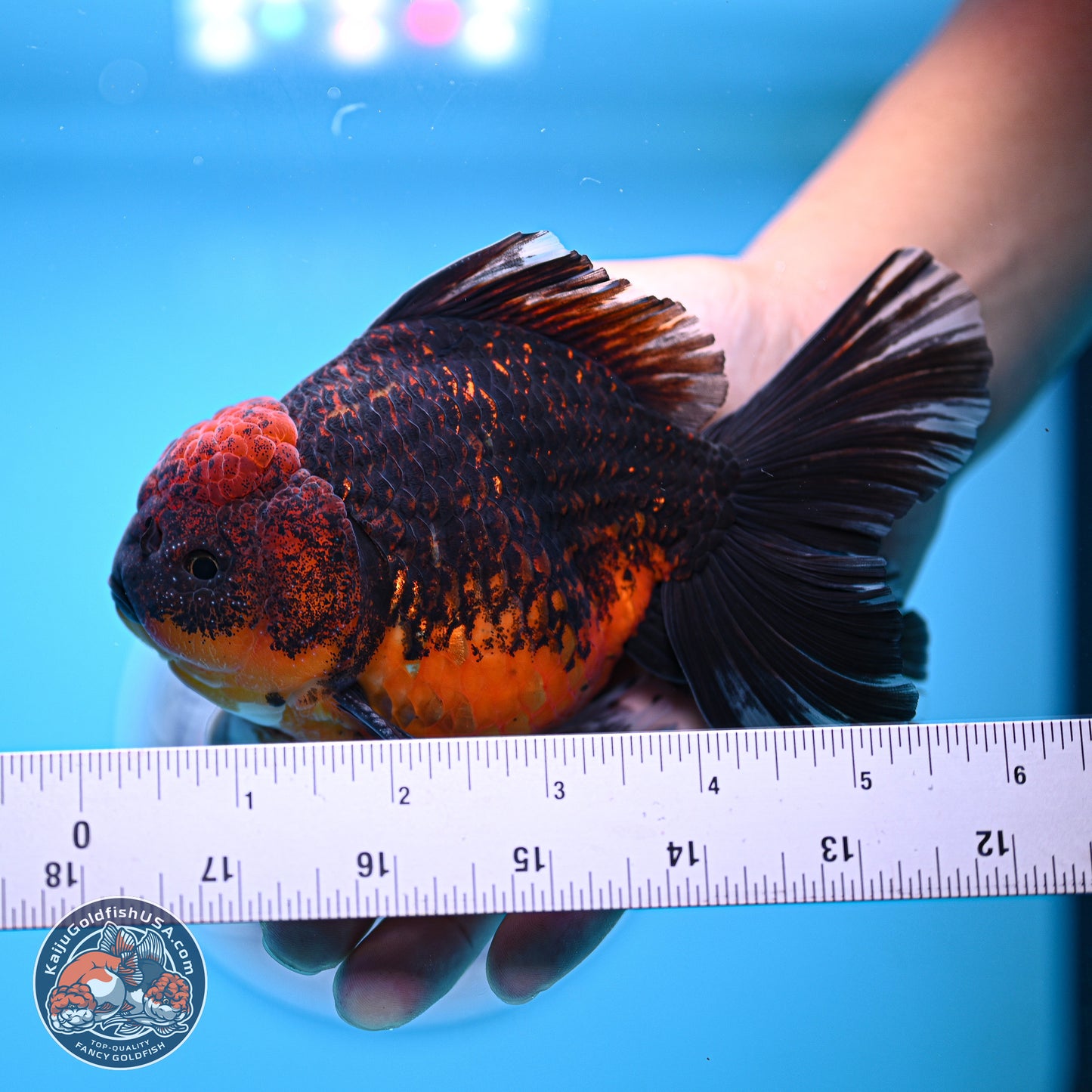 Red Kirin Rose Tail Oranda 4-5.5 inches (240920_OR11) - Kaiju Goldfish USA