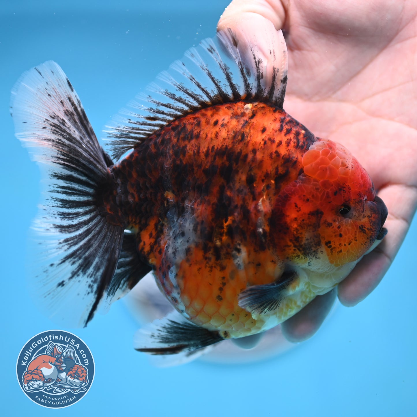 Tiger Oranda 4.25 inches Body (250516_OR11)