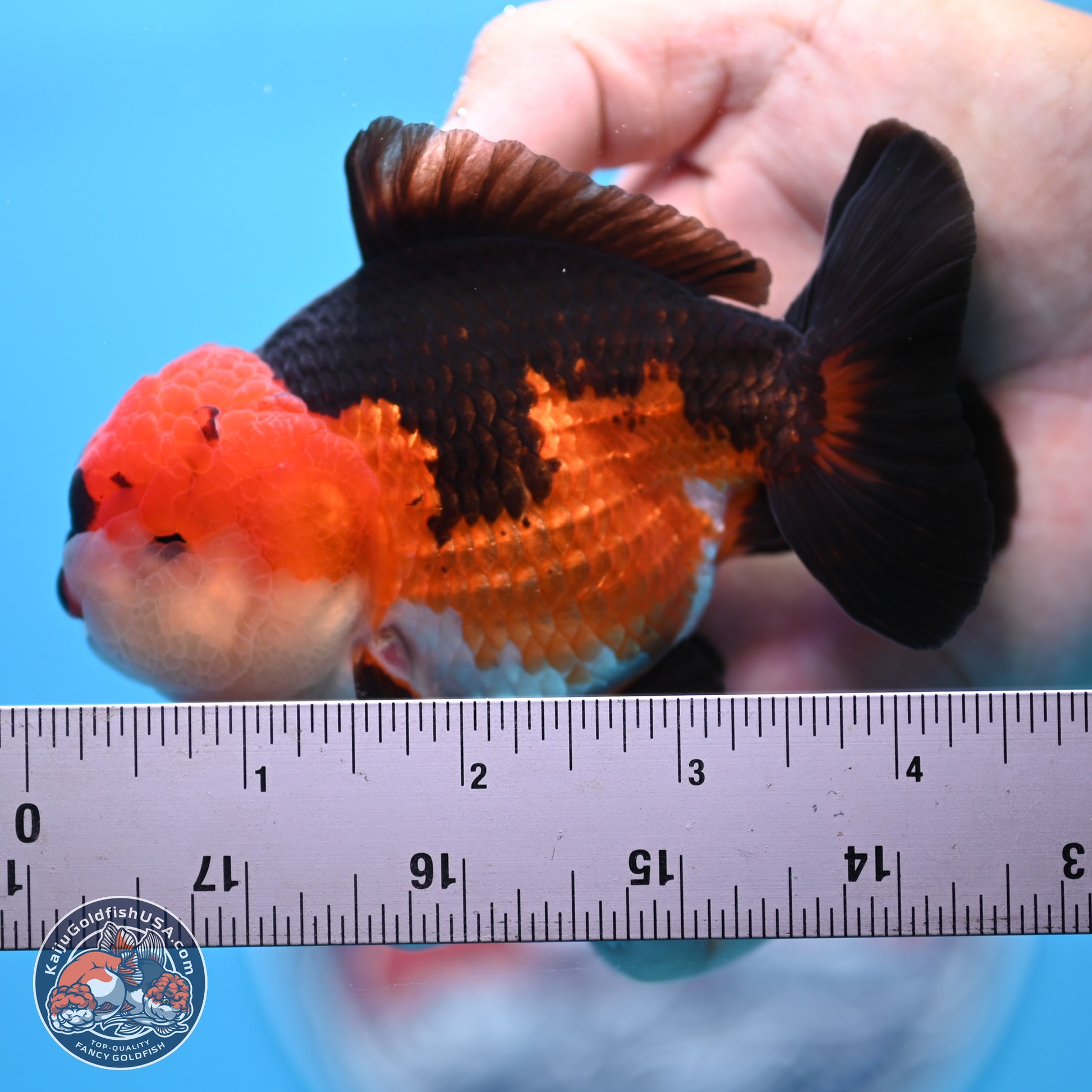 Tricolor Oranda 3.5-4.5 inches (240913_OR11) - Kaiju Goldfish USA