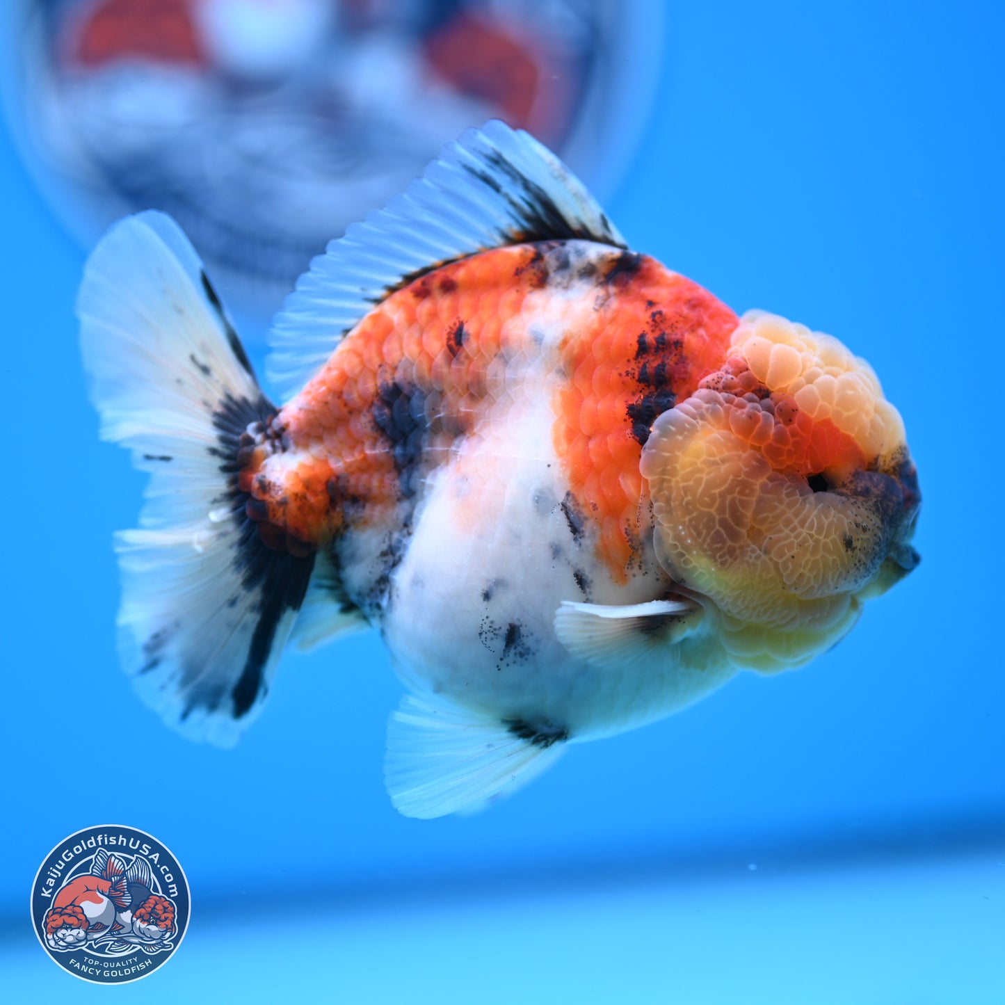 Tricolor Tiger YuanBao Oranda 3.5 inches Body - Male (250228_OR11)