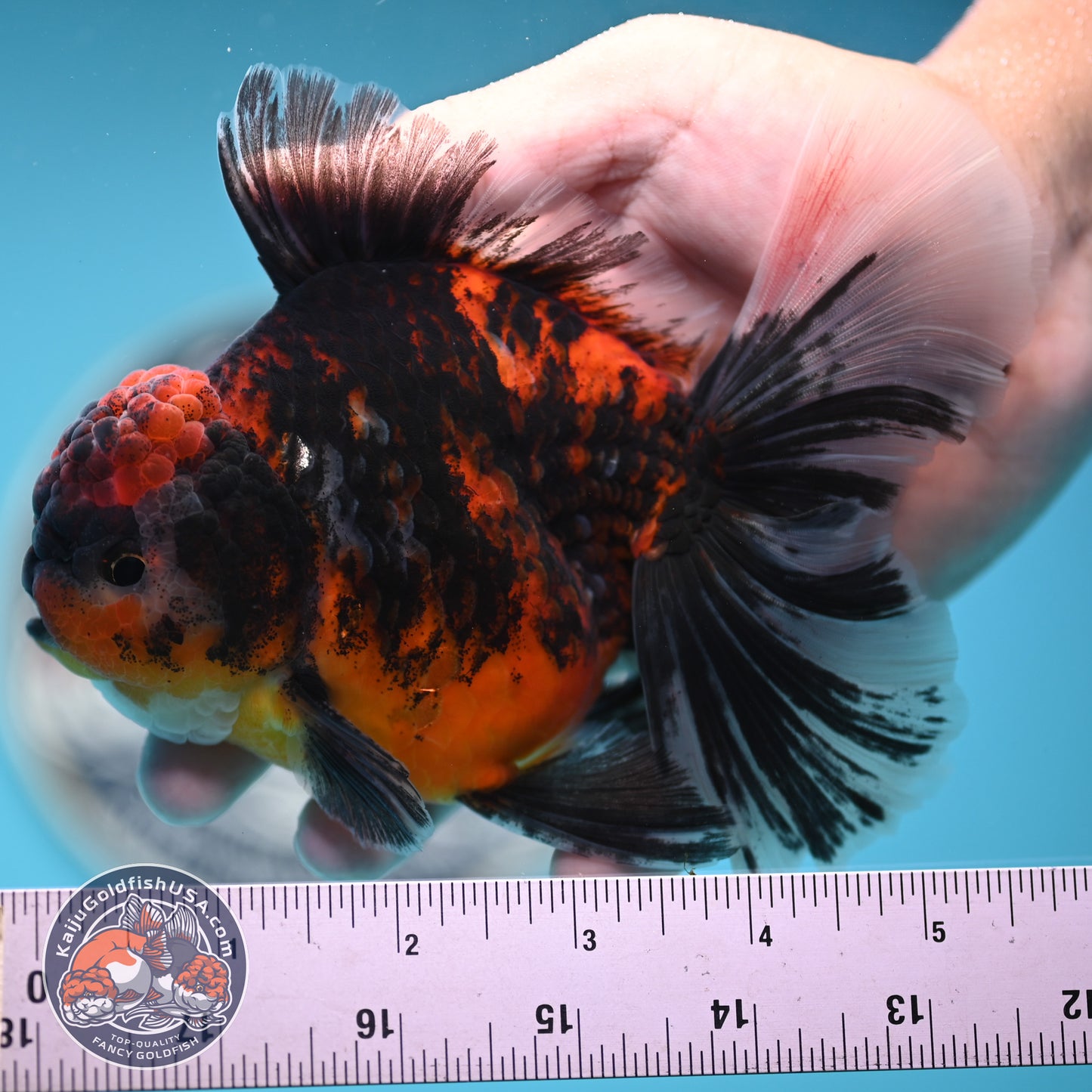 Tricolor Tiger Rose Tail Oranda 4 inches Body (250502_OR11)