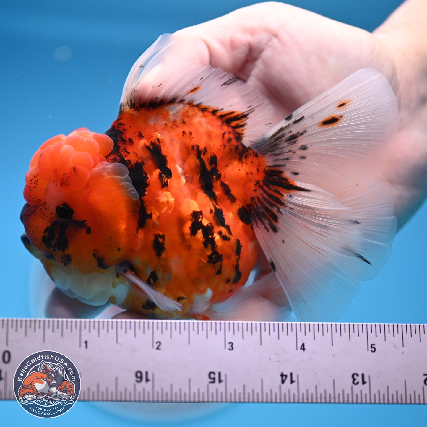 Tricolor Tiger Oranda 3.5 inches Body - Male (250314_OR11)