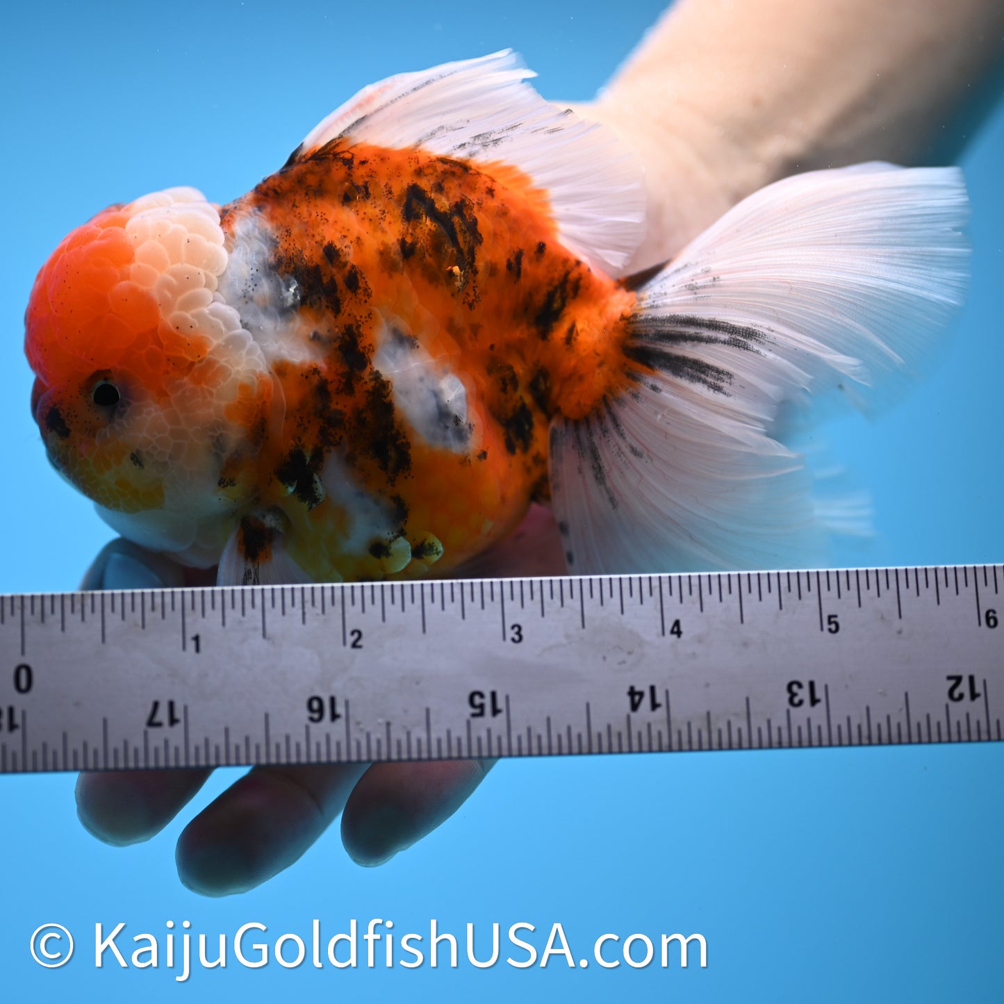Tricolor Tiger Rose Tail Oranda 4in Body (240628_OR11) - Kaiju Goldfish USA