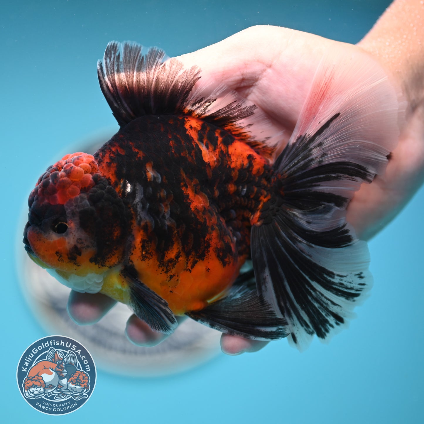 Tricolor Tiger Rose Tail Oranda 4 inches Body (250502_OR11)