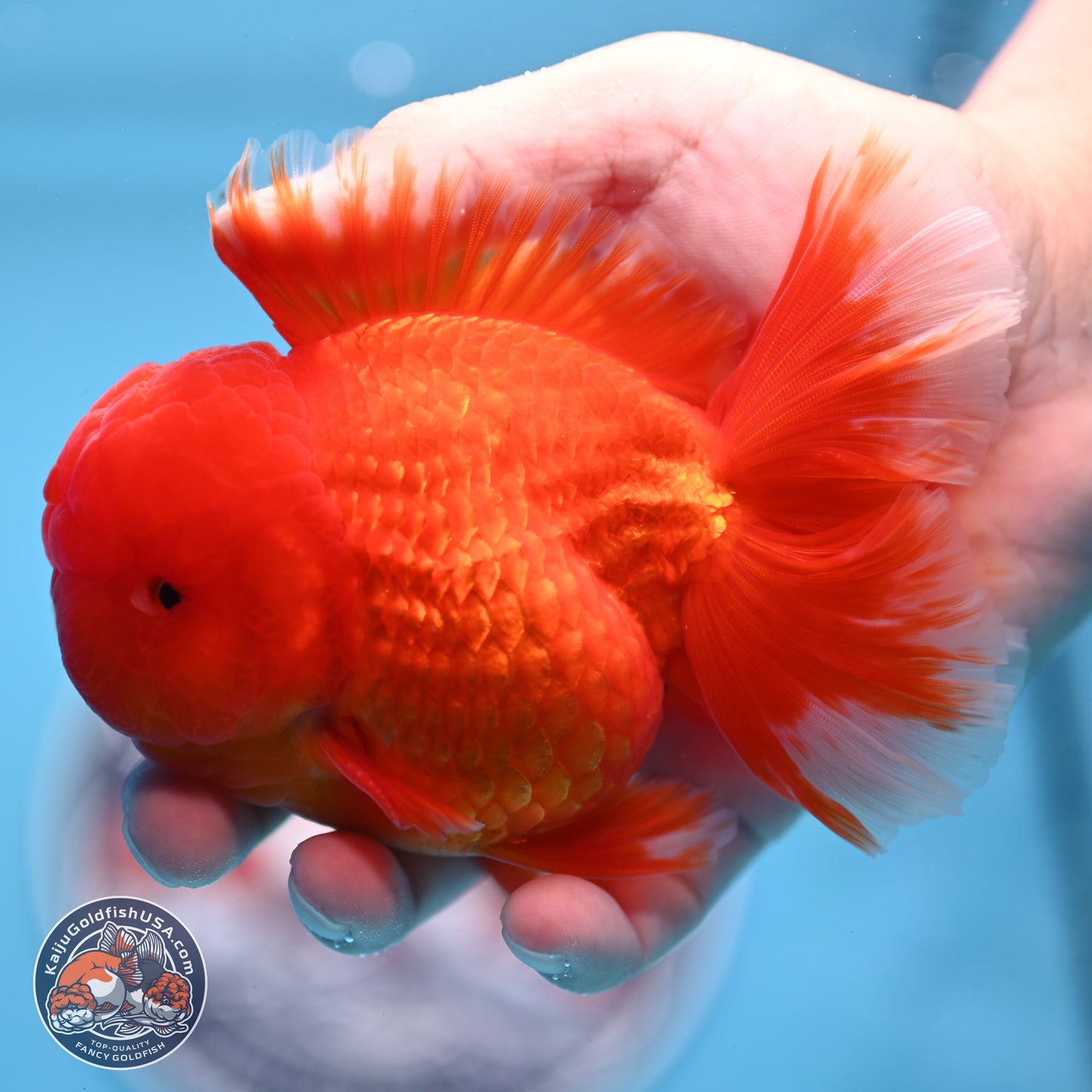 Classic Red Rose Tail Oranda 3.5 inches Body - Male (250307_OR11)