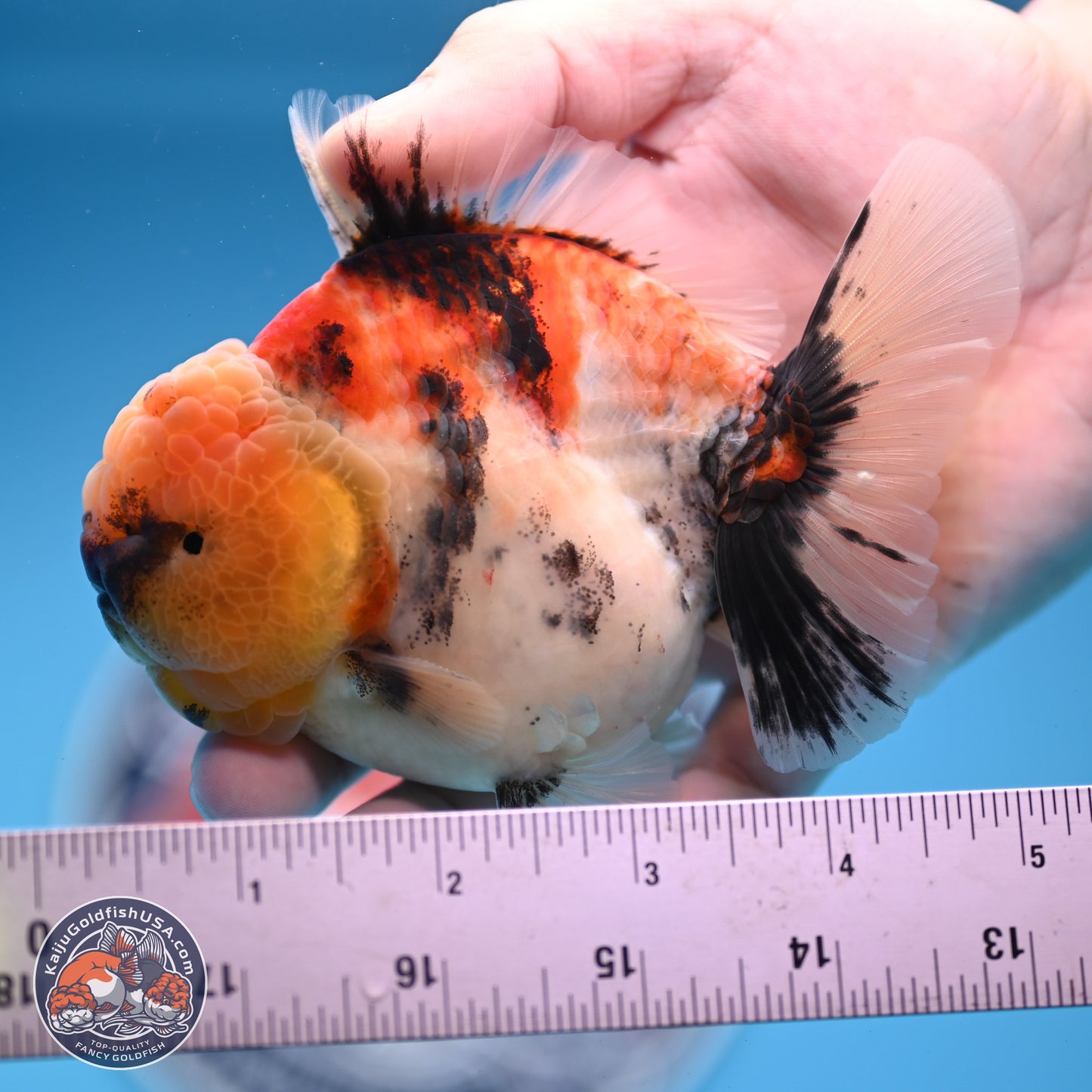 Tricolor Tiger YuanBao Oranda 3.5 inches Body - Male (250228_OR11)