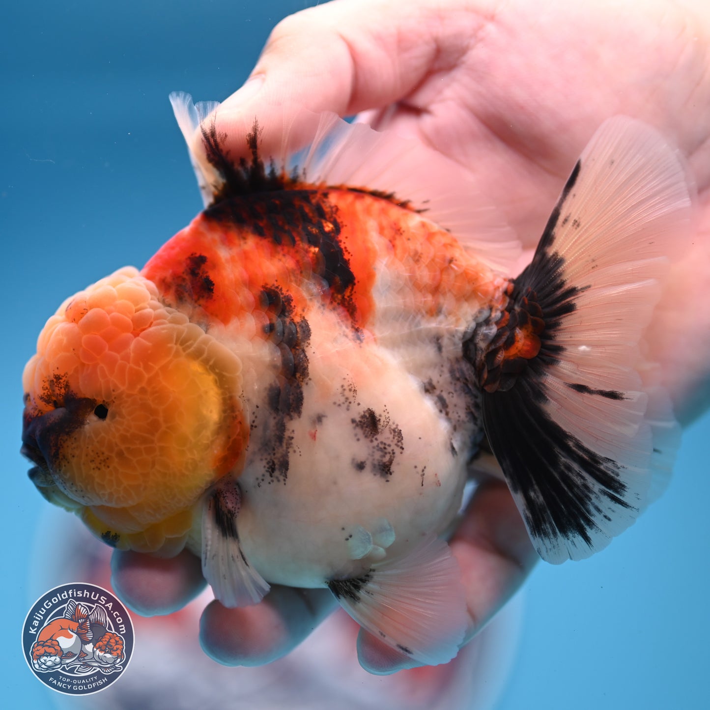 Tricolor Tiger YuanBao Oranda 3.5 inches Body - Male (250228_OR11)
