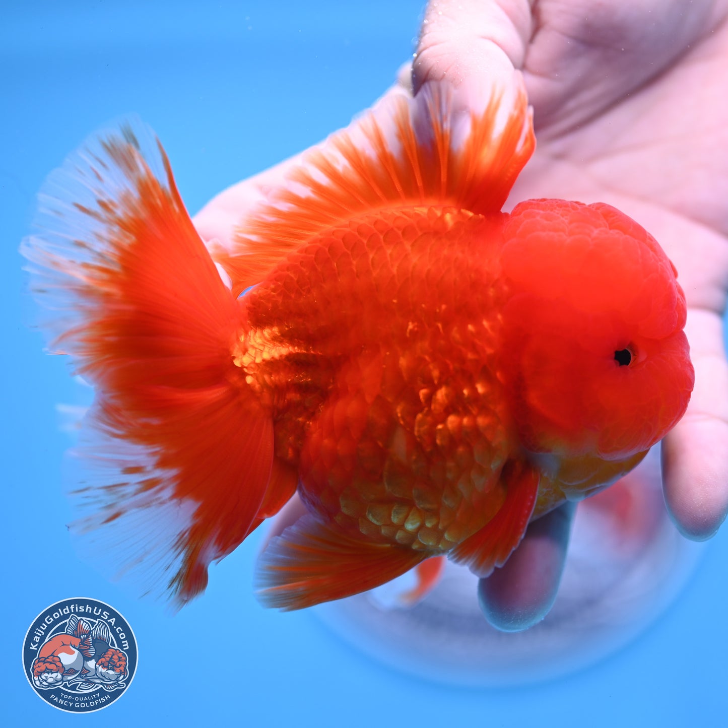Classic Red Rose Tail Oranda 3.5 inches Body - Male (250307_OR11)