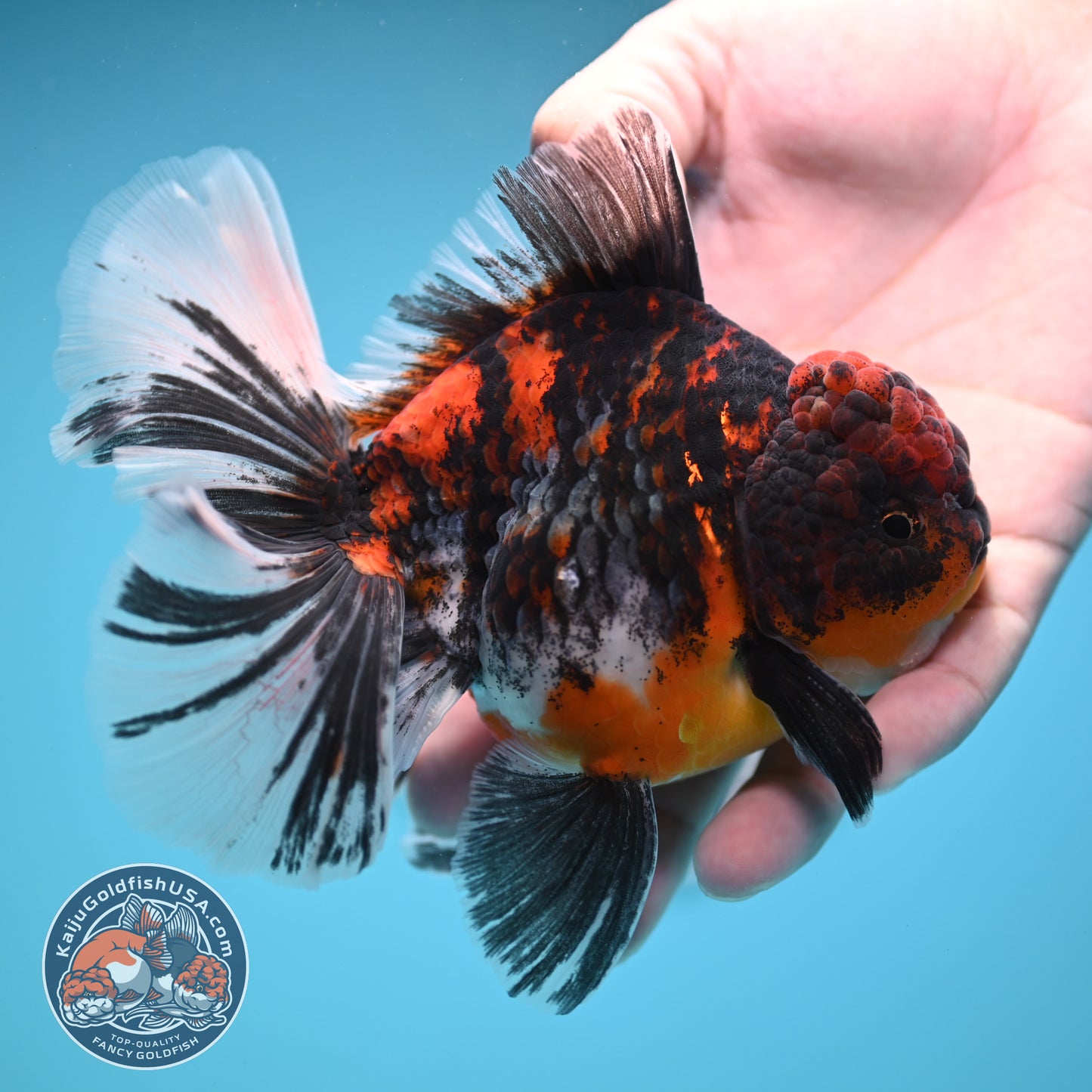 Tricolor Tiger Rose Tail Oranda 4 inches Body (250502_OR11)