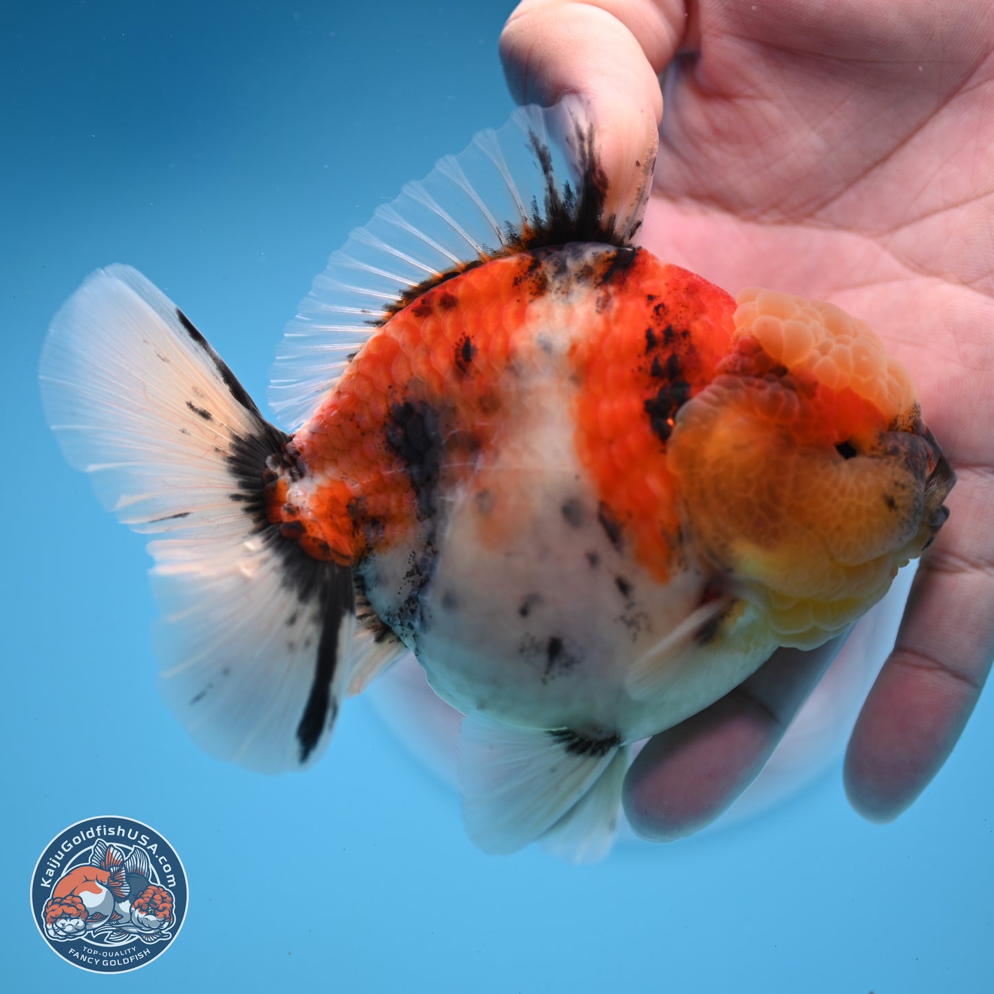 Tricolor Tiger YuanBao Oranda 3.5 inches Body - Male (250228_OR11)