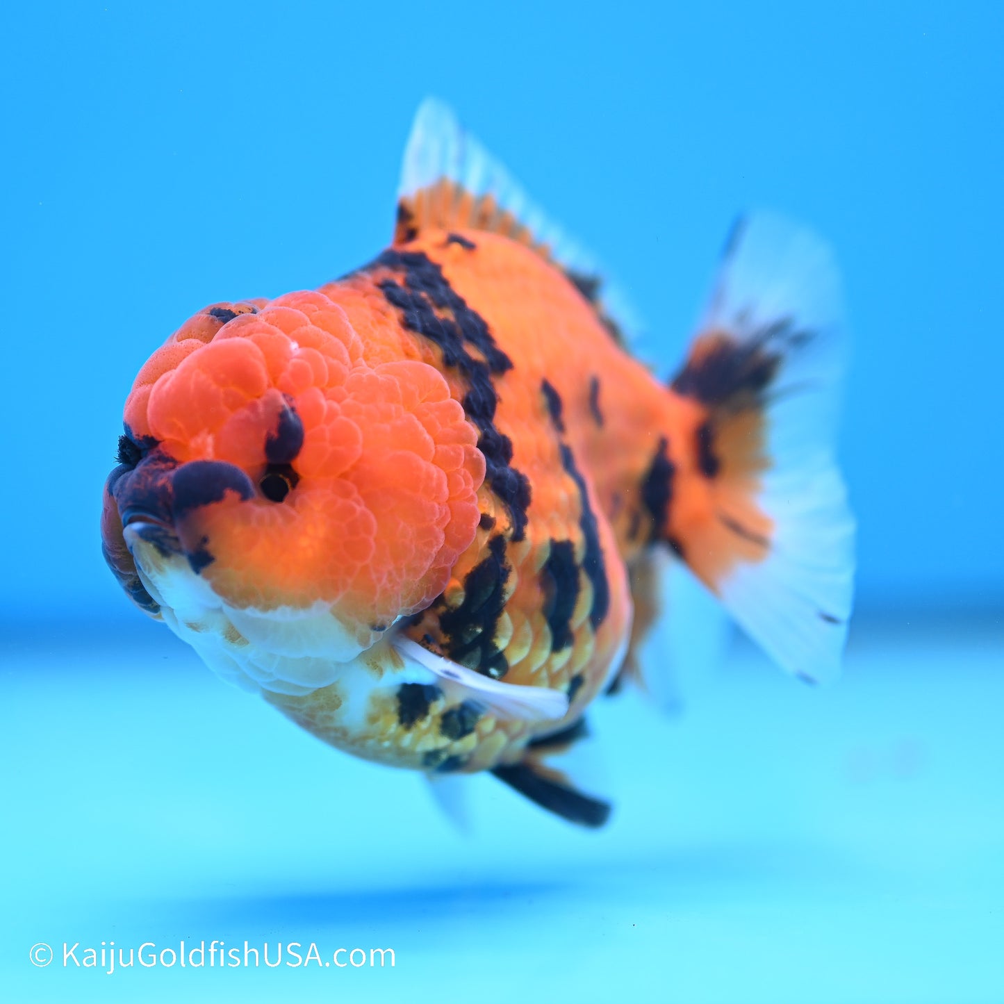 Tiger YuanBao Oranda 3.5in Body (240524_OR11) - Kaiju Goldfish USA