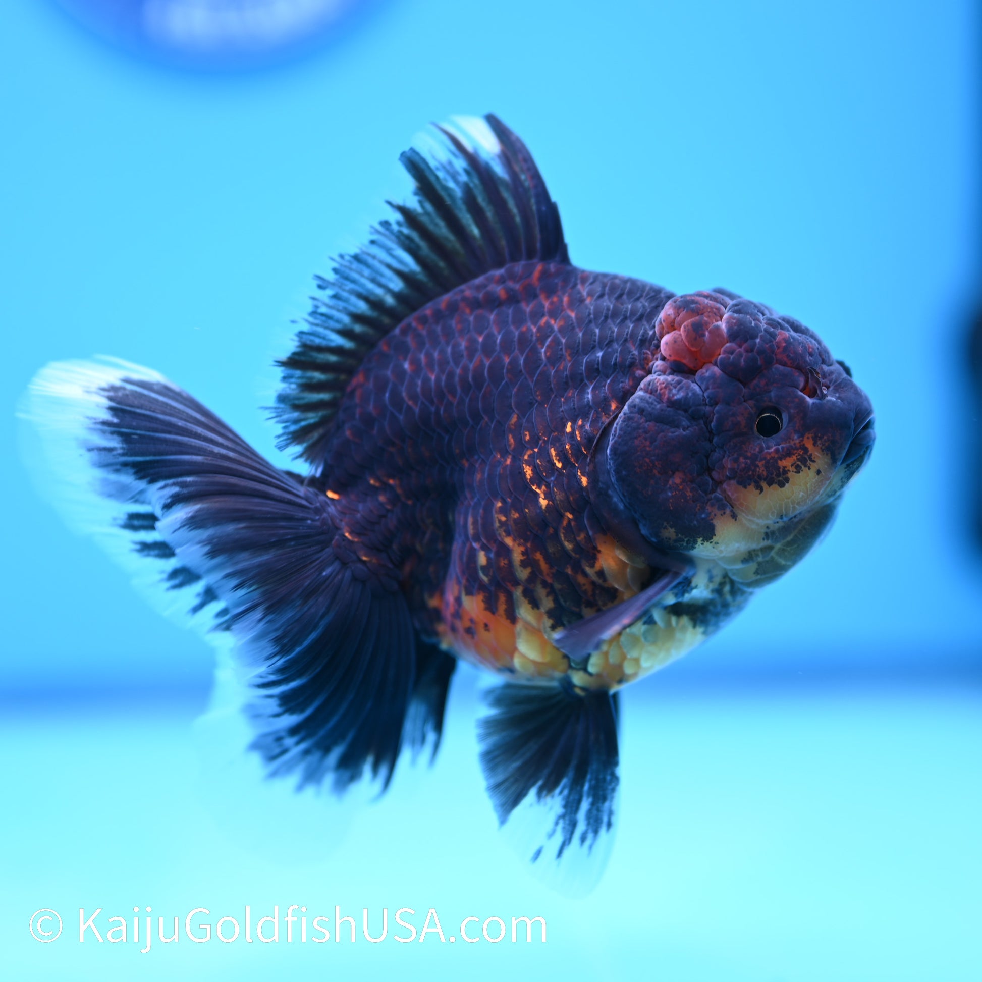 Red Black Rose Tail Oranda 4.5 inches (240405_OR11) - Kaiju Goldfish USA