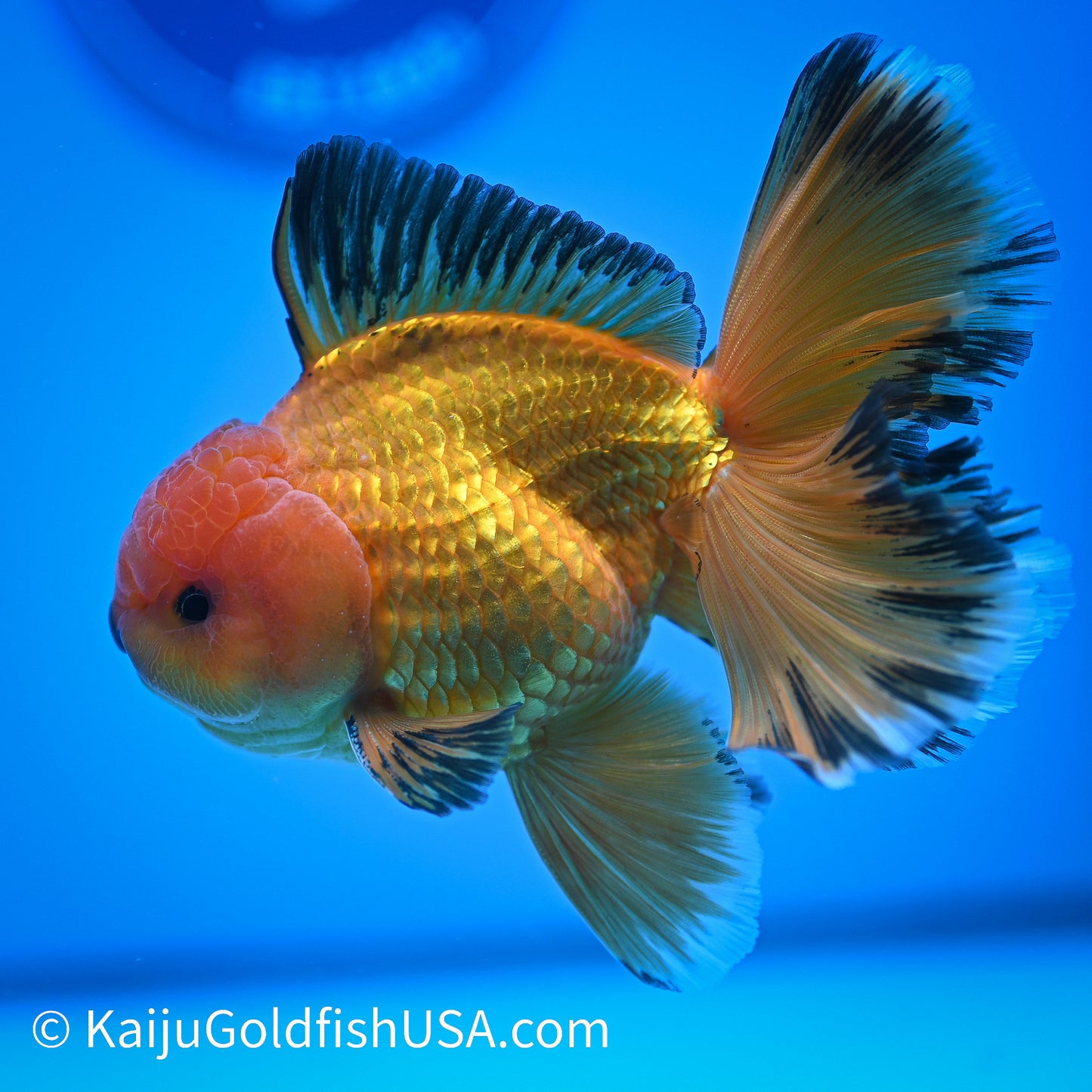 Apache Rose Tail Oranda 4.5-5 inches (240322_OR11) - Kaiju Goldfish USA