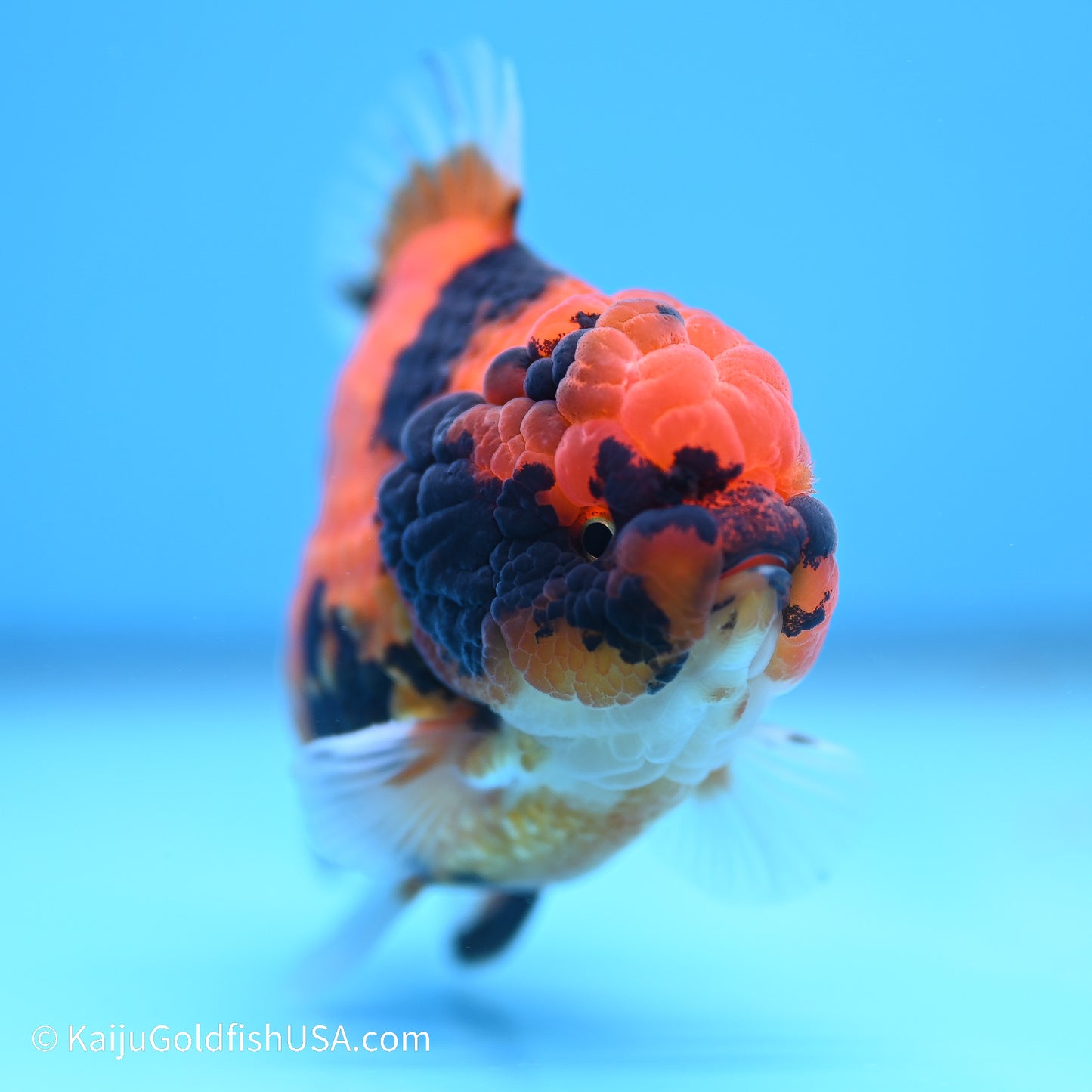 Tiger YuanBao Oranda 3.5in Body (240524_OR11) - Kaiju Goldfish USA