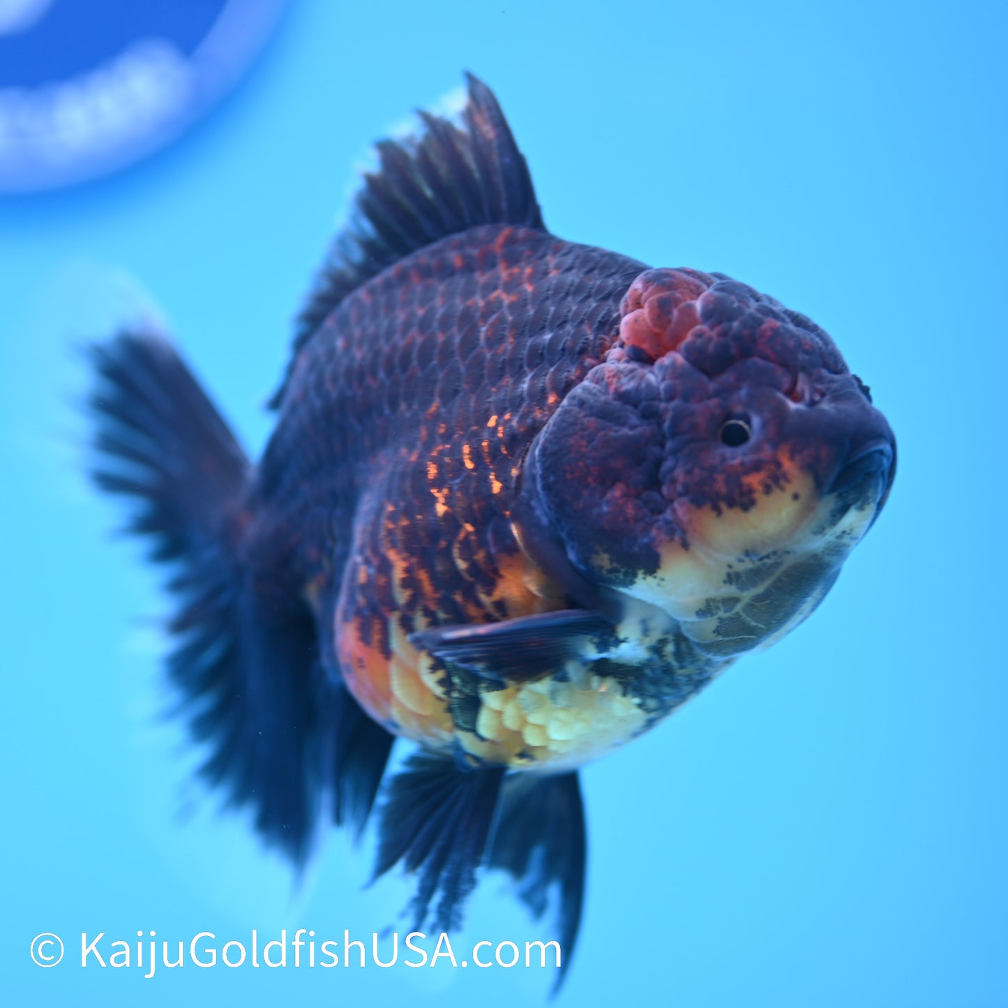 Red Black Rose Tail Oranda 4.5 inches (240405_OR11) - Kaiju Goldfish USA