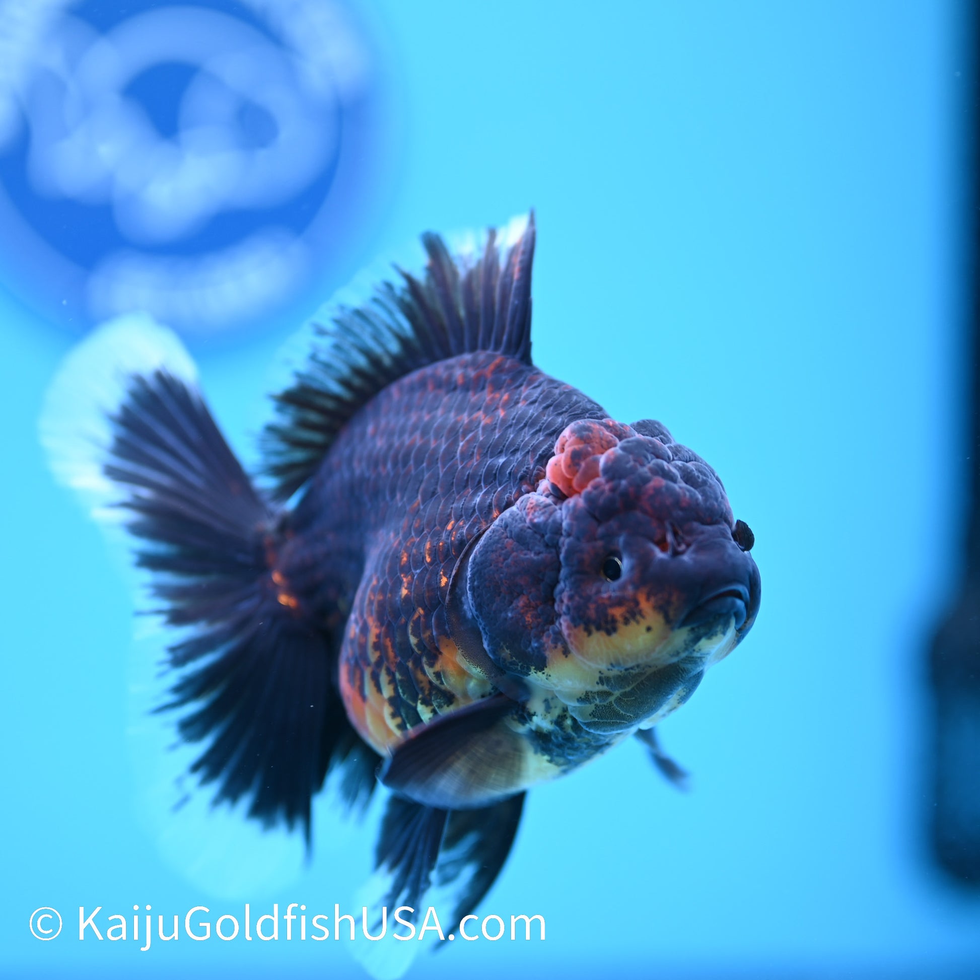 Red Black Rose Tail Oranda 4.5 inches (240405_OR11) - Kaiju Goldfish USA