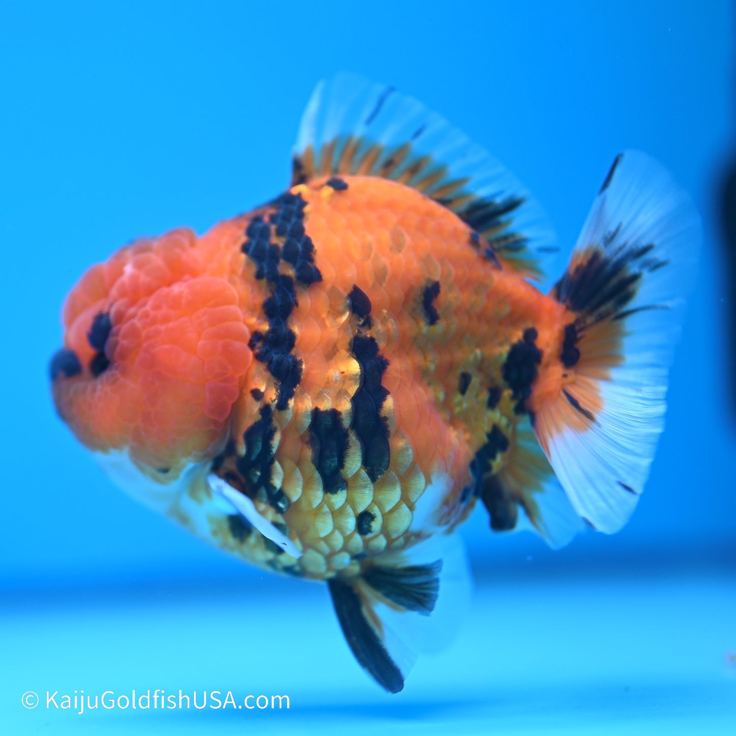 Tiger YuanBao Oranda 3.5in Body (240524_OR11) - Kaiju Goldfish USA