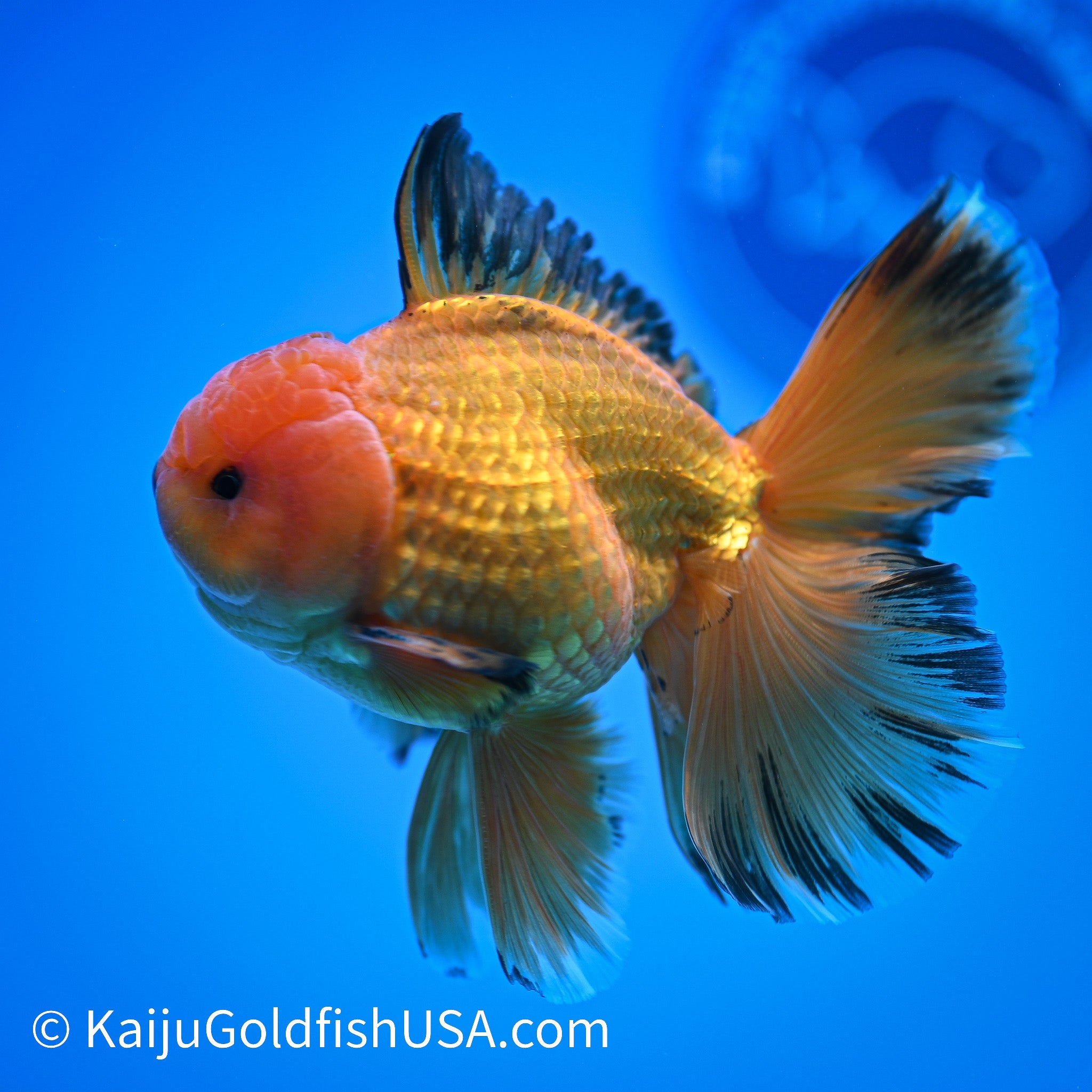 Apache Rose Tail Oranda Goldfish for Sale | Apache Rose Tail Oranda ...