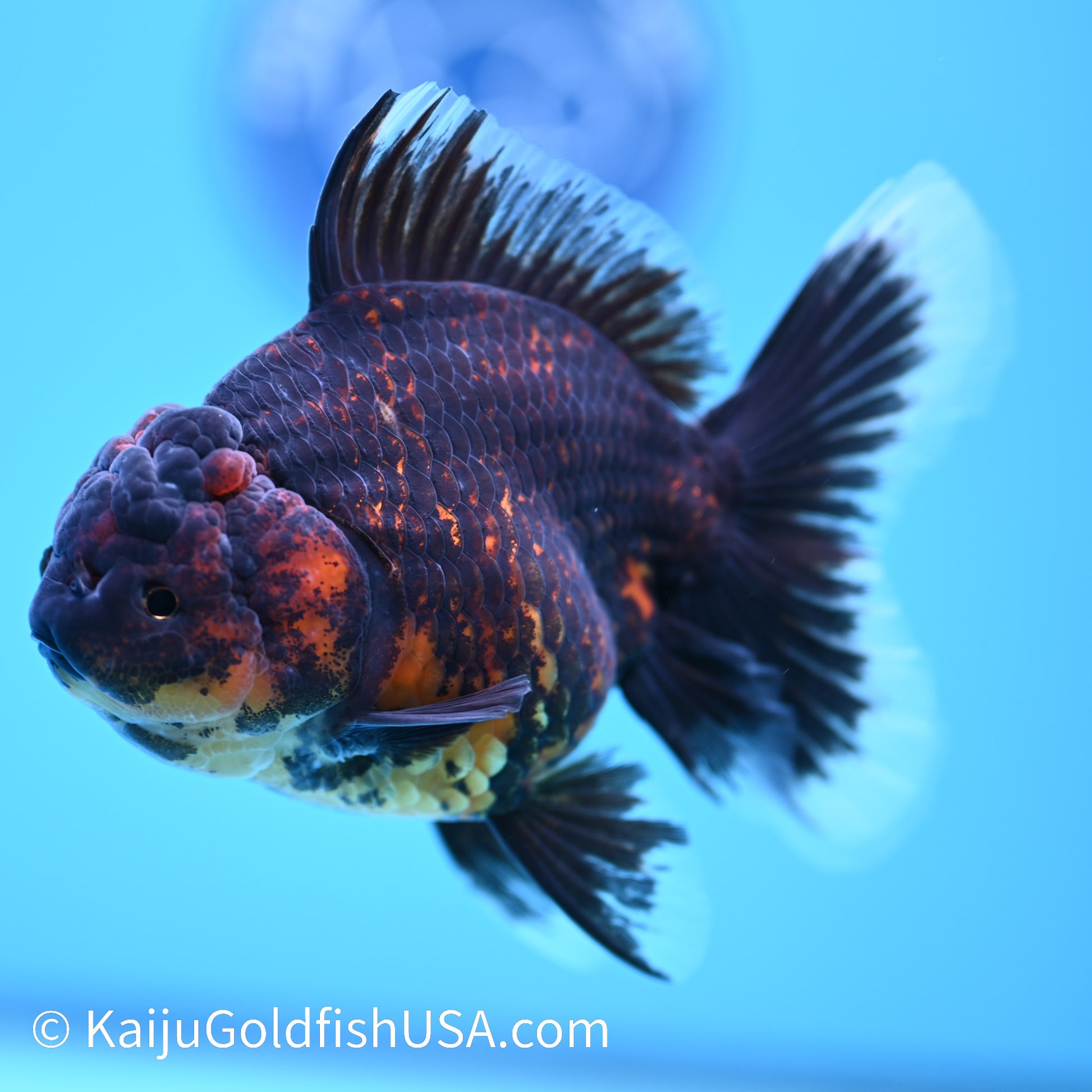 Red Black Rose Tail Oranda 4.5 inches (240405_OR11) - Kaiju Goldfish USA