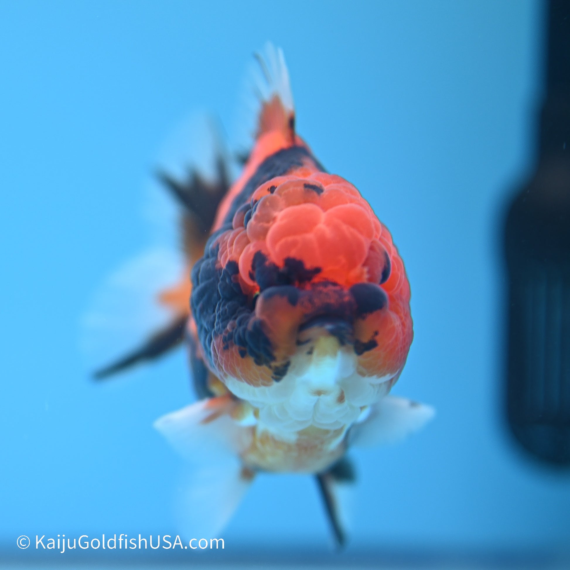 Tiger YuanBao Oranda 3.5in Body (240524_OR11) - Kaiju Goldfish USA