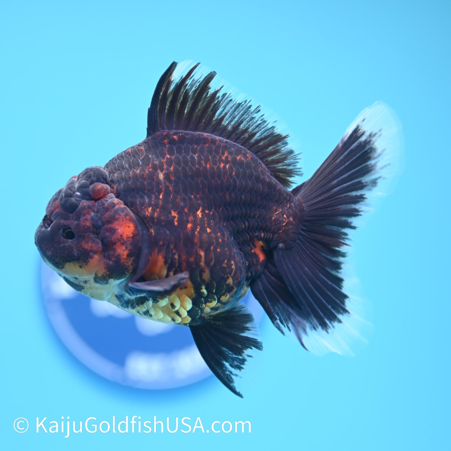 Red Black Rose Tail Oranda 4.5 inches (240405_OR11) - Kaiju Goldfish USA