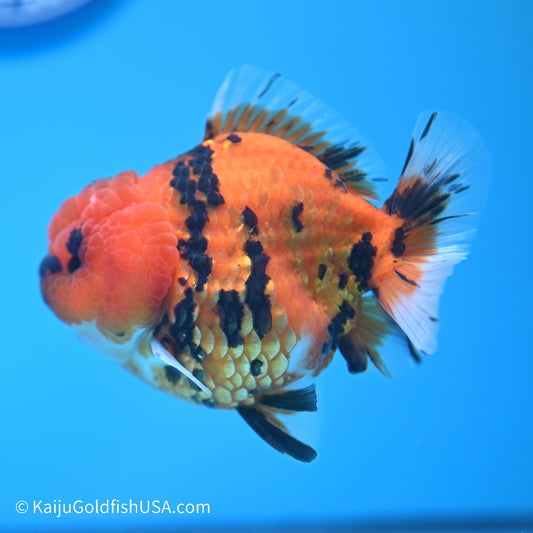 Tiger YuanBao Oranda 3.5in Body (240524_OR11) - Kaiju Goldfish USA