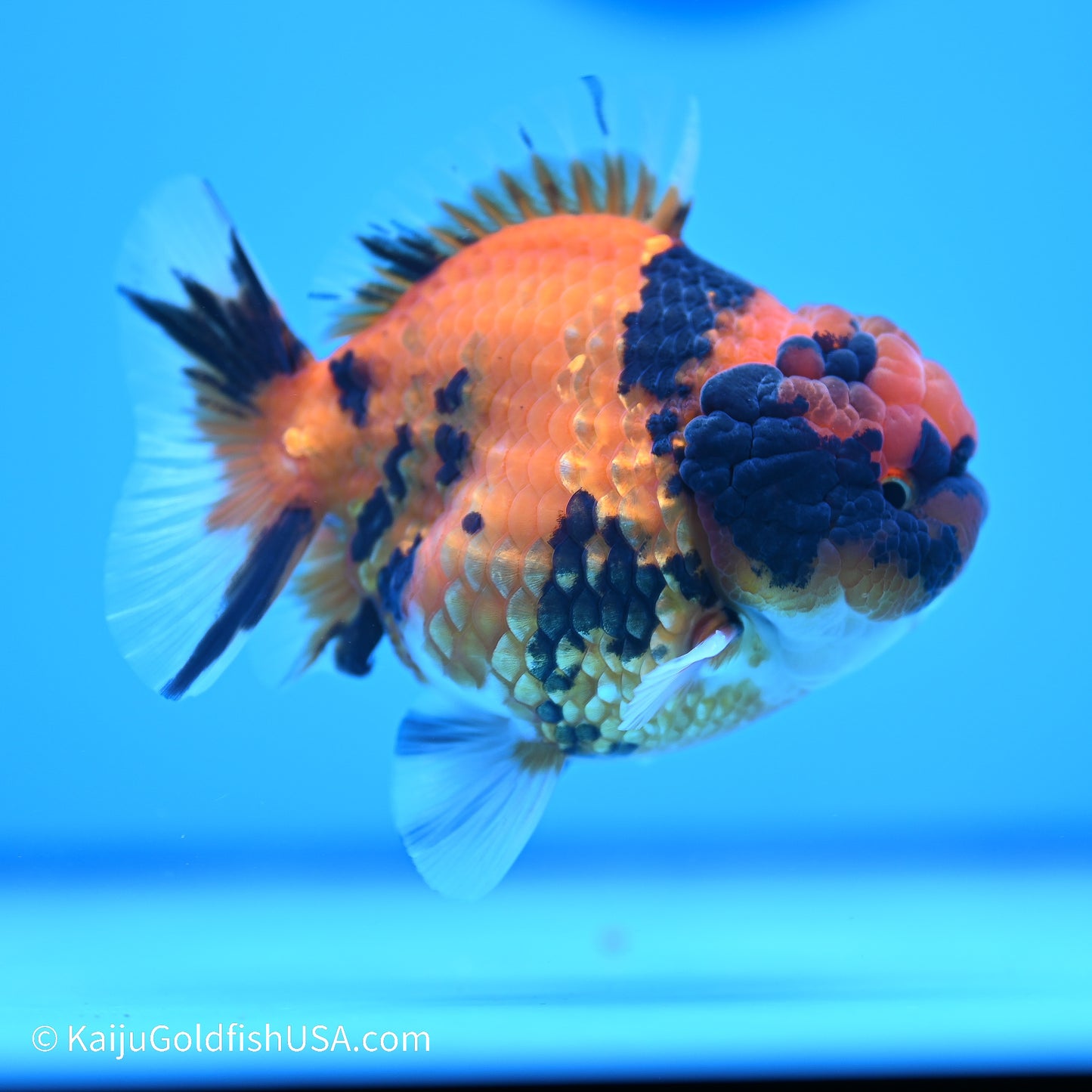 Tiger YuanBao Oranda 3.5in Body (240524_OR11) - Kaiju Goldfish USA