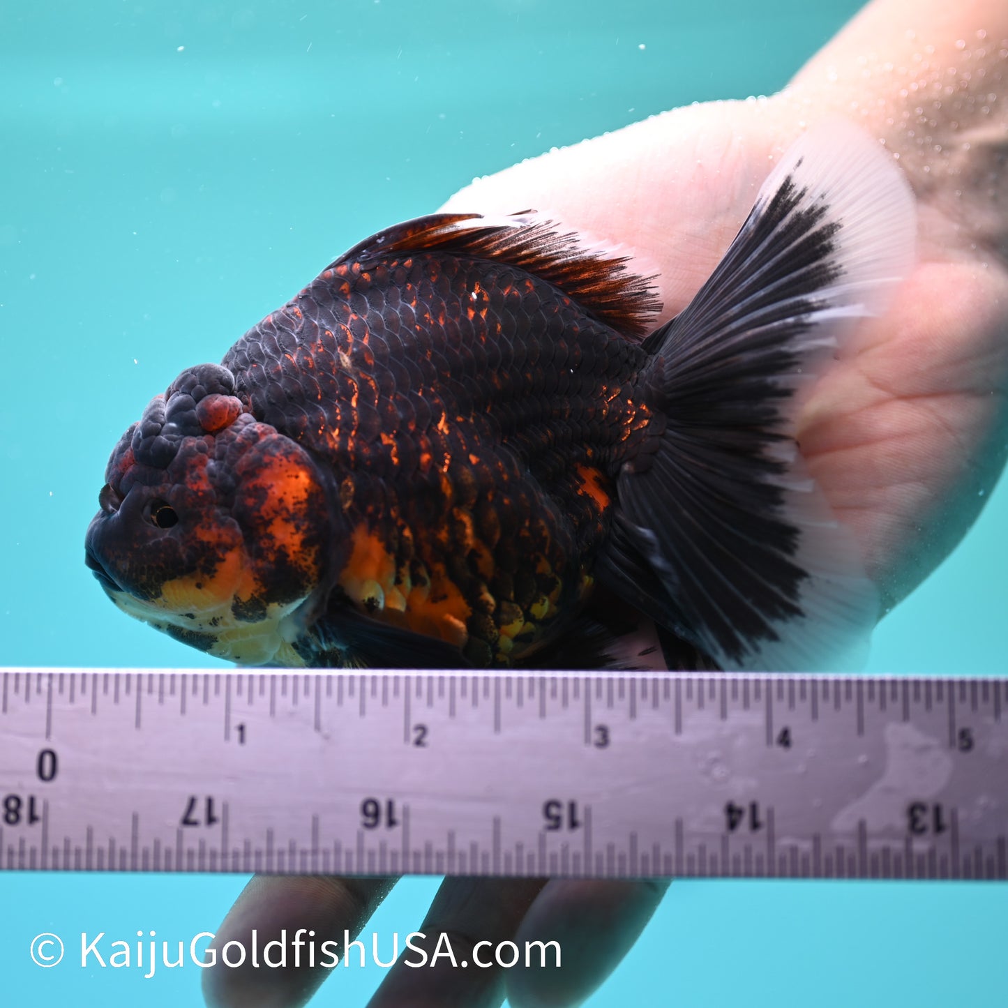 Red Black Rose Tail Oranda 4.5 inches (240405_OR11) - Kaiju Goldfish USA