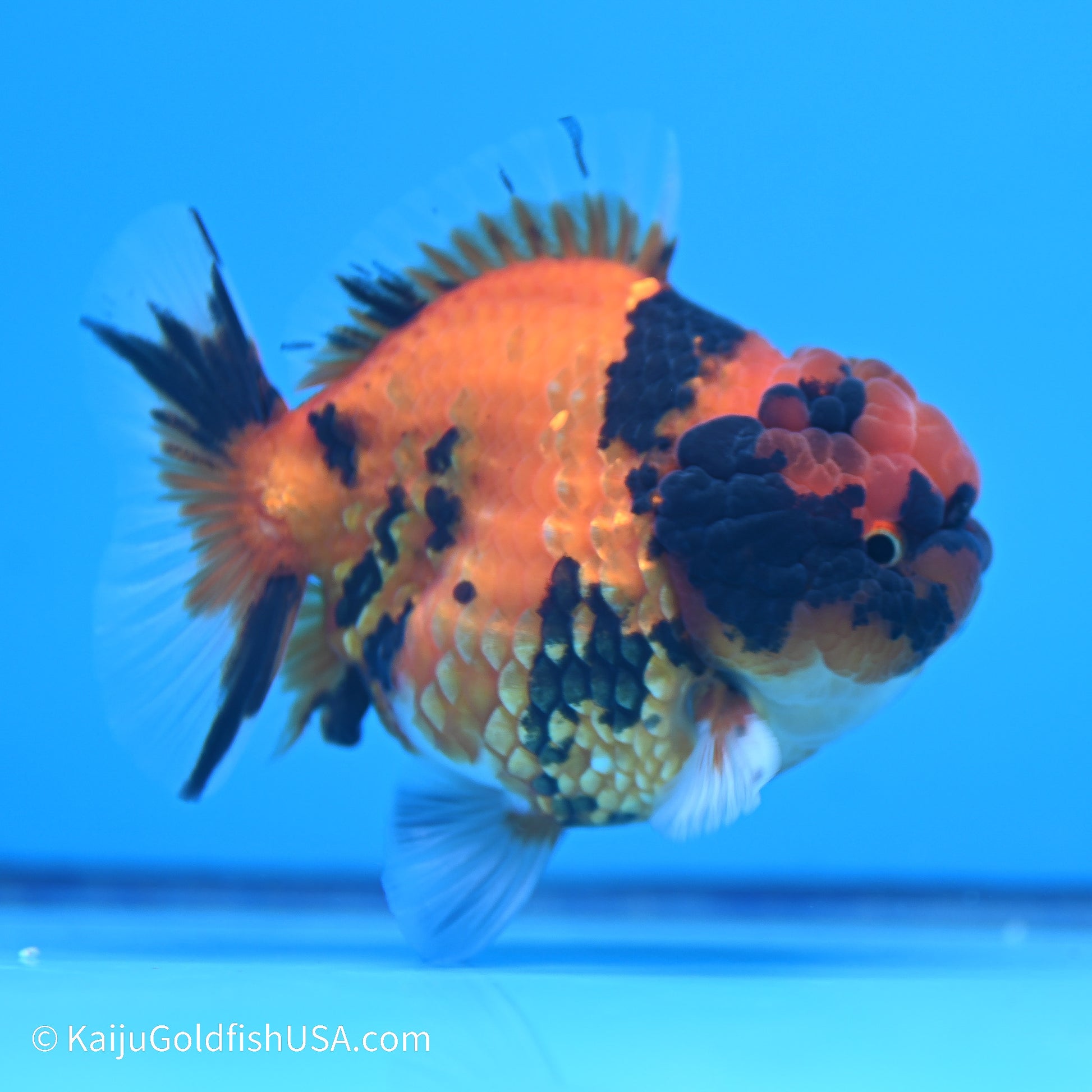 Tiger YuanBao Oranda 3.5in Body (240524_OR11) - Kaiju Goldfish USA