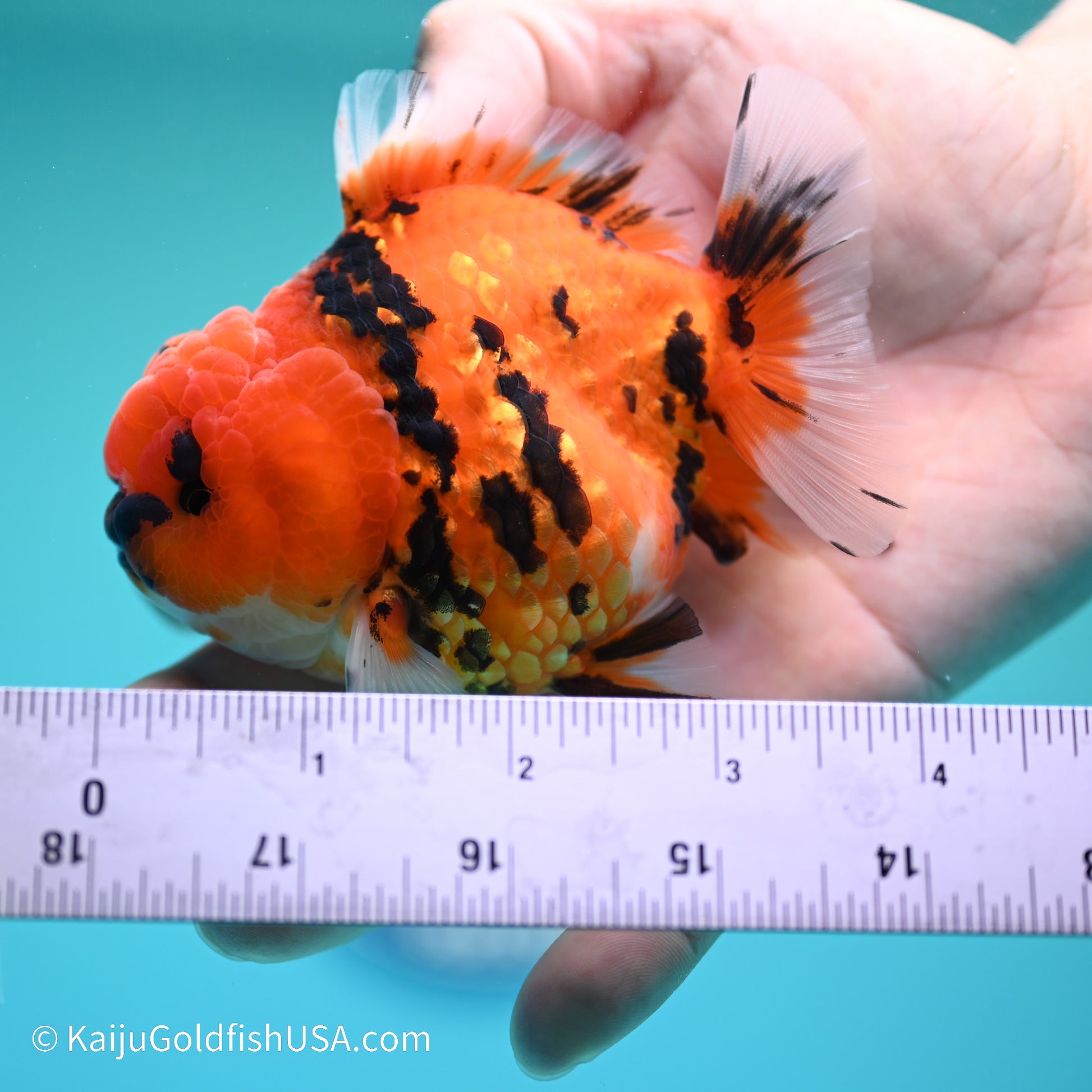 Tiger YuanBao Oranda 3.5in Body (240524_OR11) - Kaiju Goldfish USA