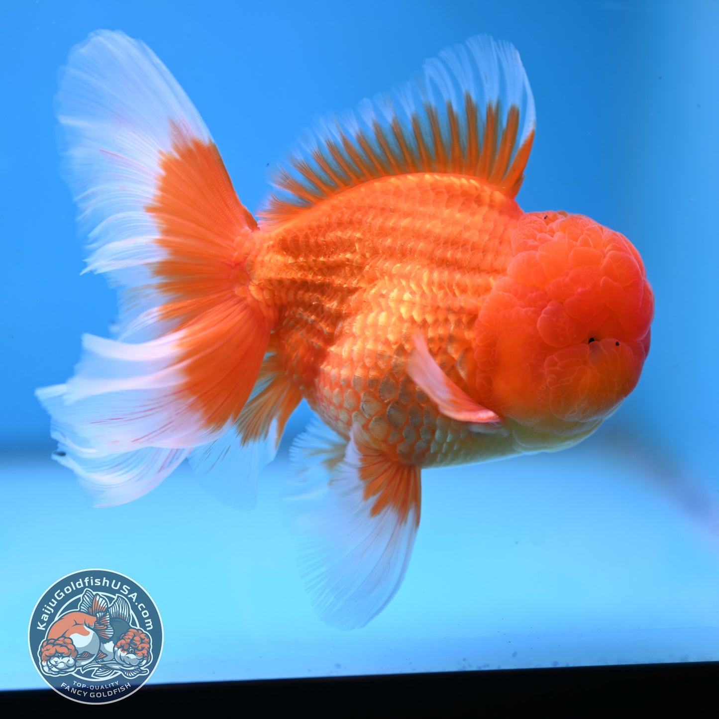 Classic Red Rose Tail Oranda 4 inch Body (250613_OR11)