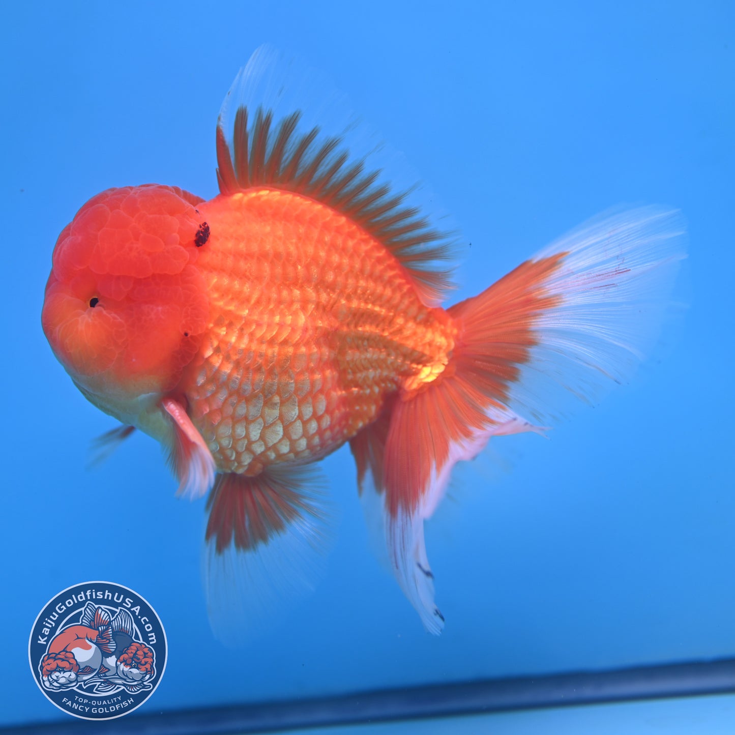 Classic Red Rose Tail Oranda 4 inch Body (250613_OR11)