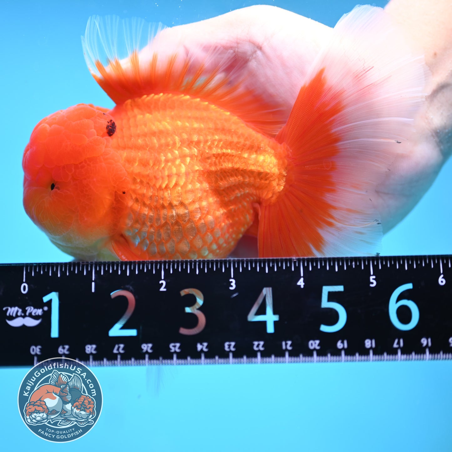 Classic Red Rose Tail Oranda 4 inch Body (250613_OR11)