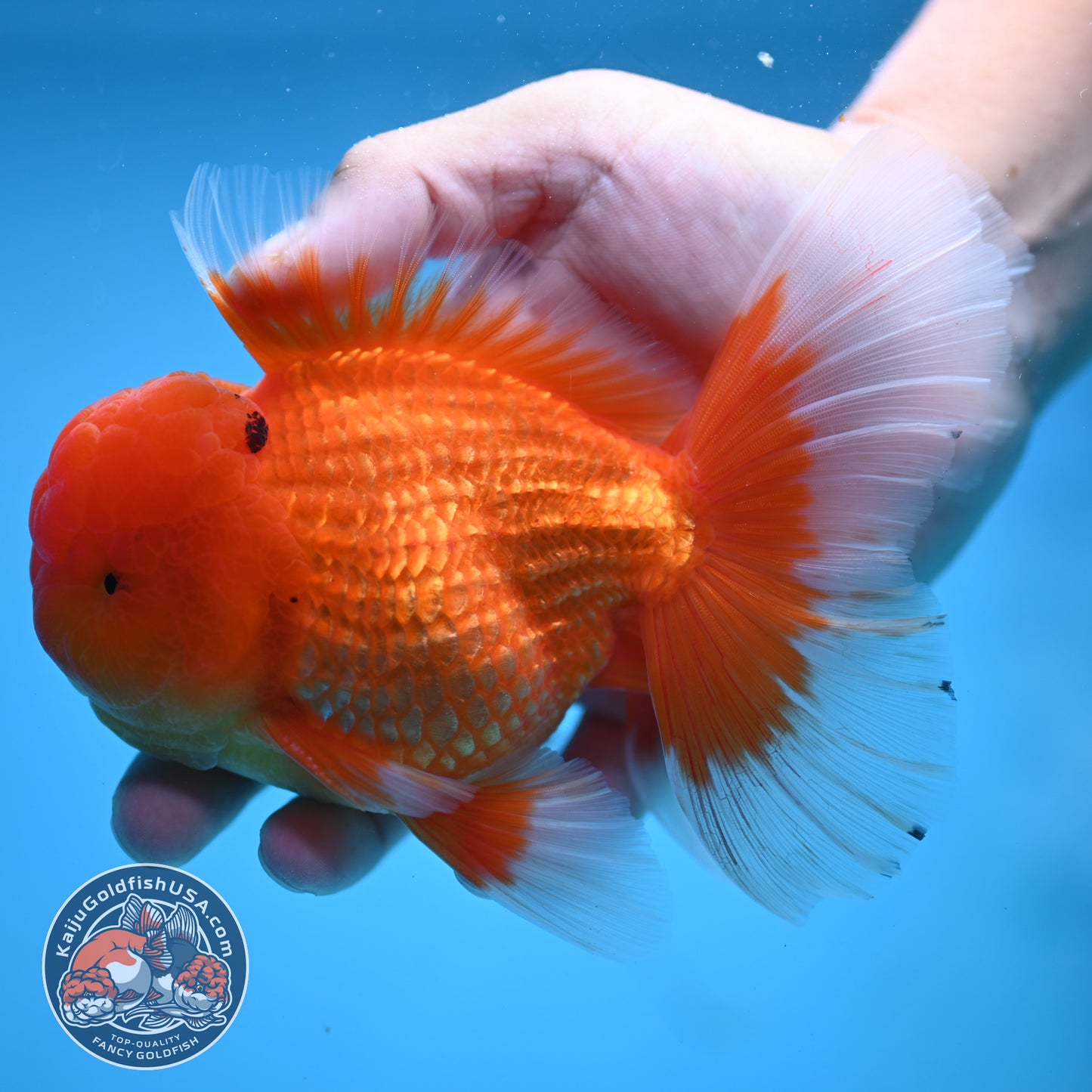 Classic Red Rose Tail Oranda 4 inch Body (250613_OR11)