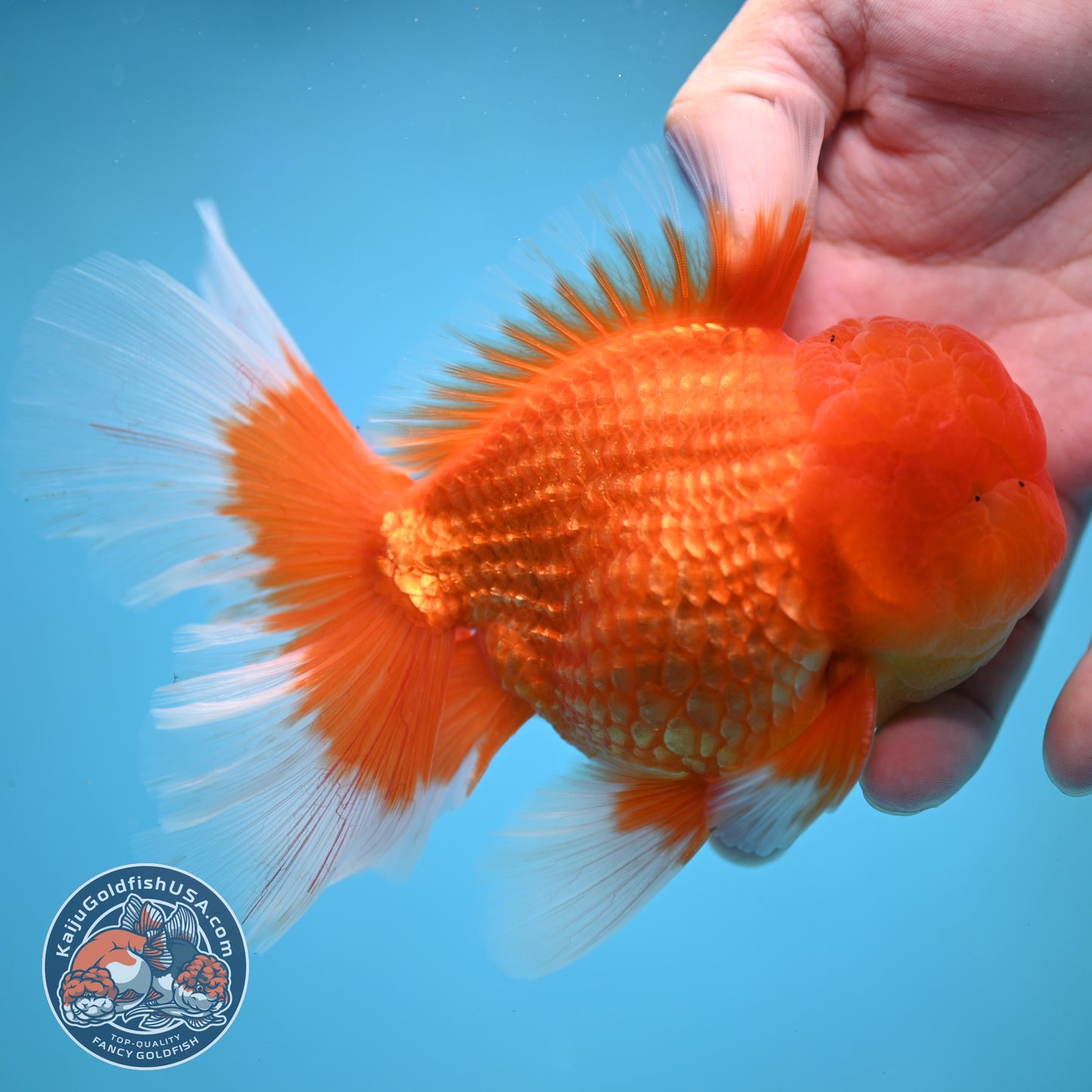 Classic Red Rose Tail Oranda 4 inch Body (250613_OR11)