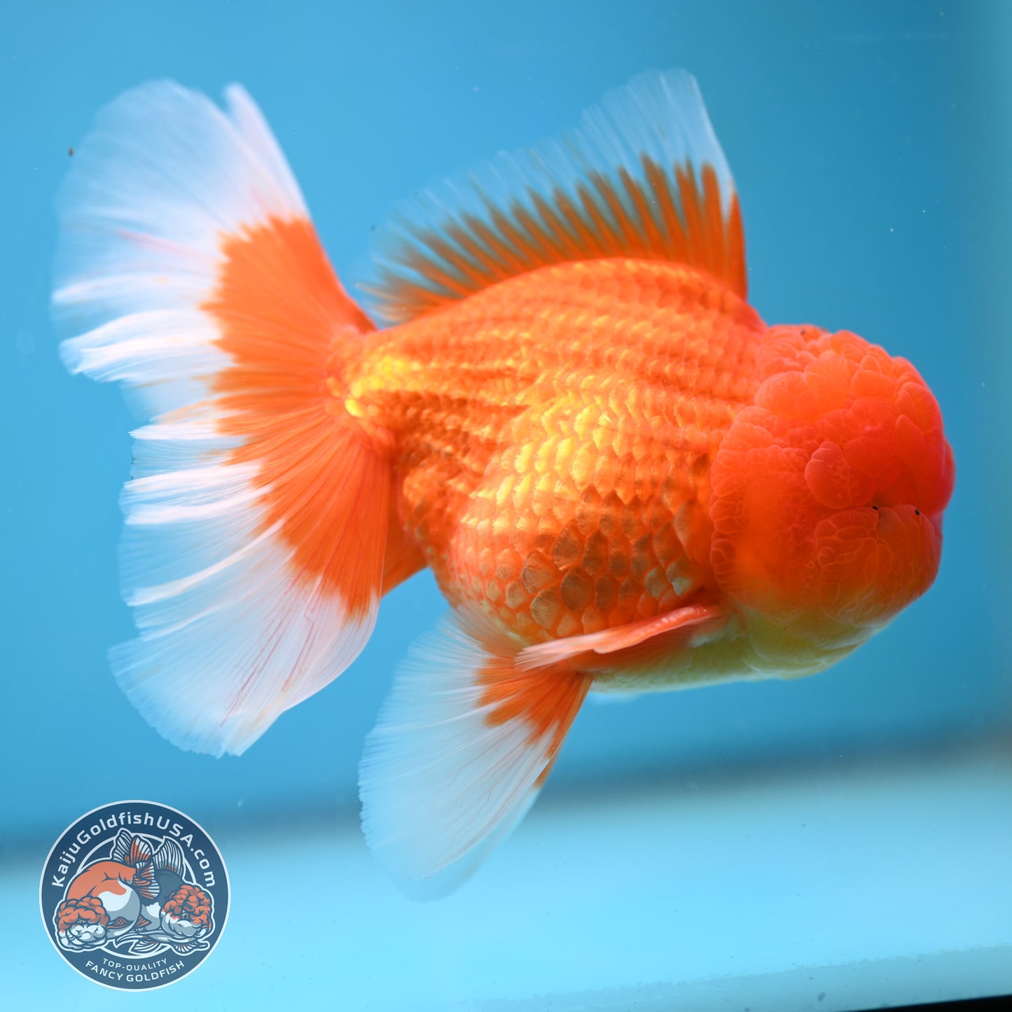 Classic Red Rose Tail Oranda 4 inch Body (250613_OR11)