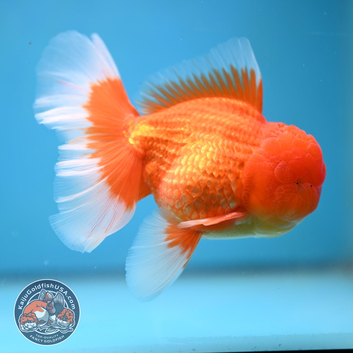 Classic Red Rose Tail Oranda 4 inch Body (250613_OR11)