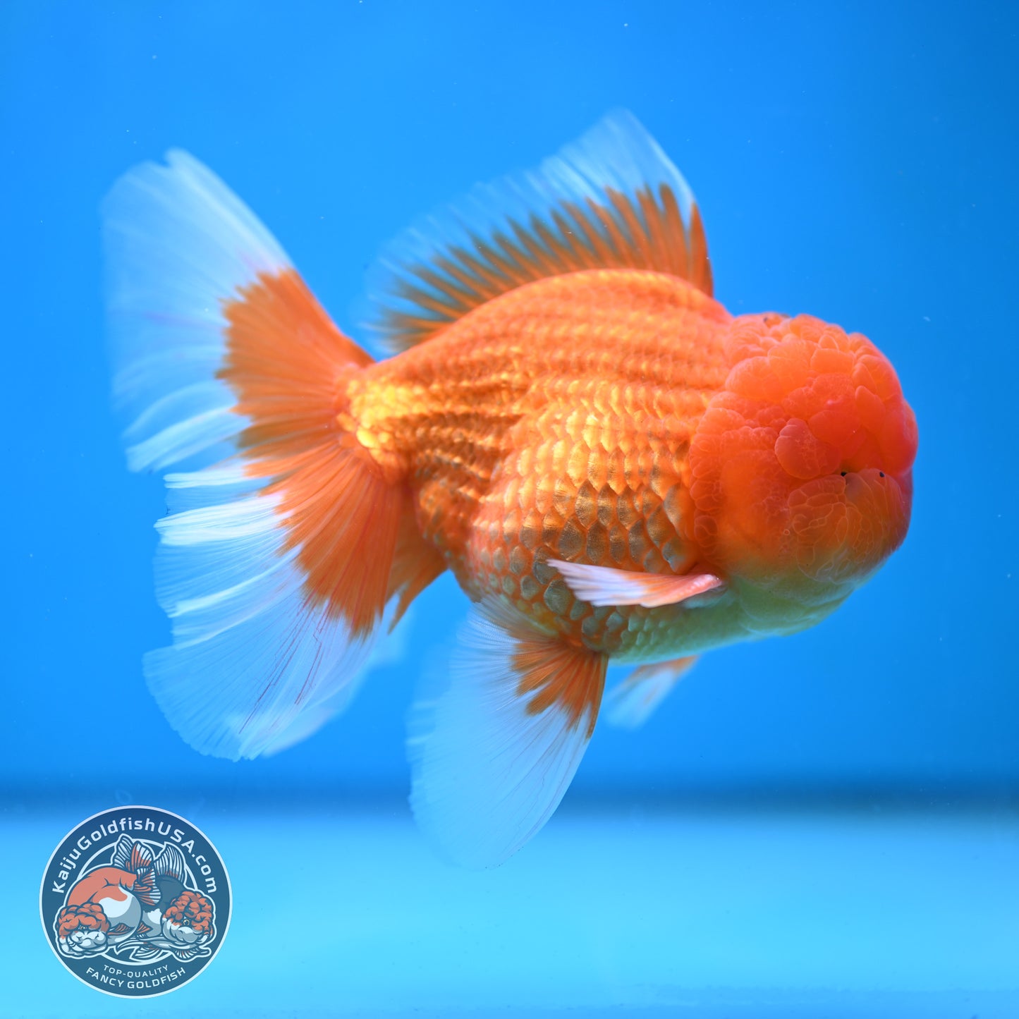 Classic Red Rose Tail Oranda 4 inch Body (250613_OR11)