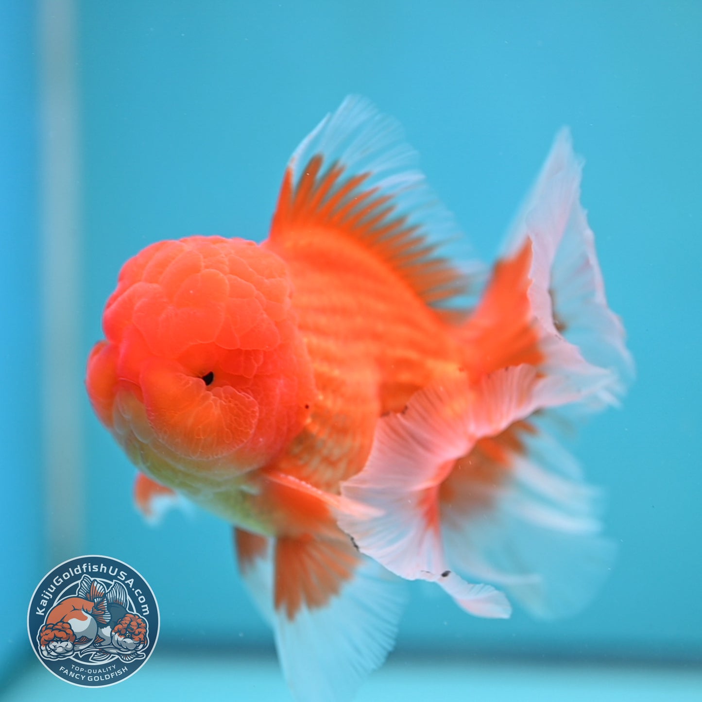 Classic Red Rose Tail Oranda 4 inch Body (250613_OR11)