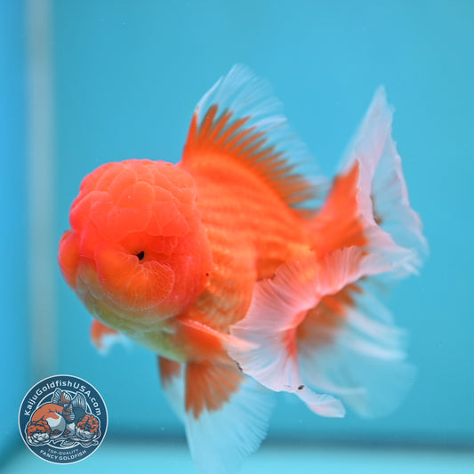 Classic Red Rose Tail Oranda 4 inch Body (250613_OR11)