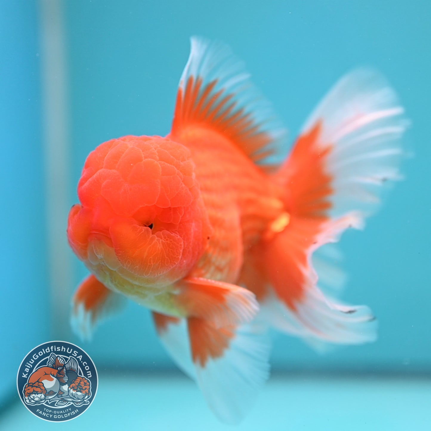 Classic Red Rose Tail Oranda 4 inch Body (250613_OR11)