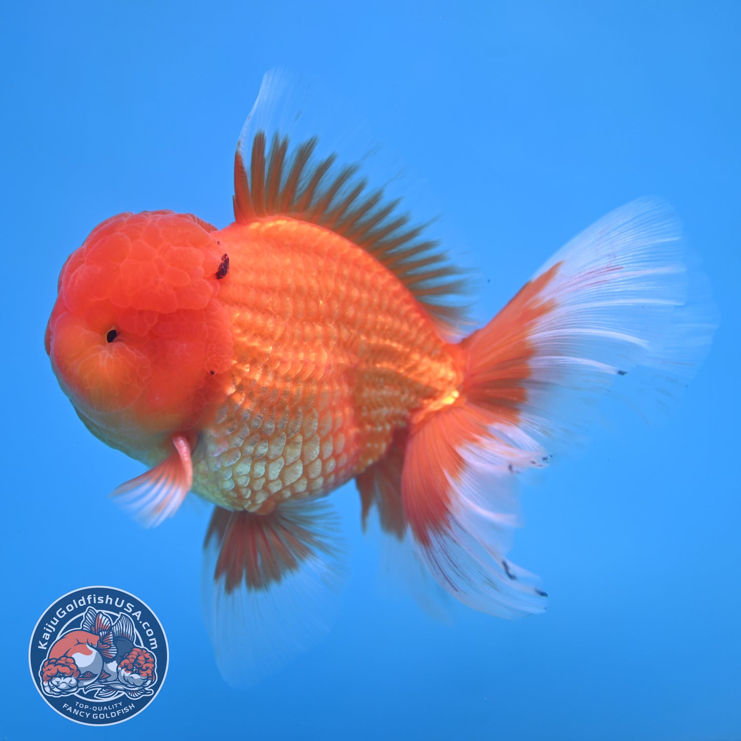 Classic Red Rose Tail Oranda 4 inch Body (250613_OR11)
