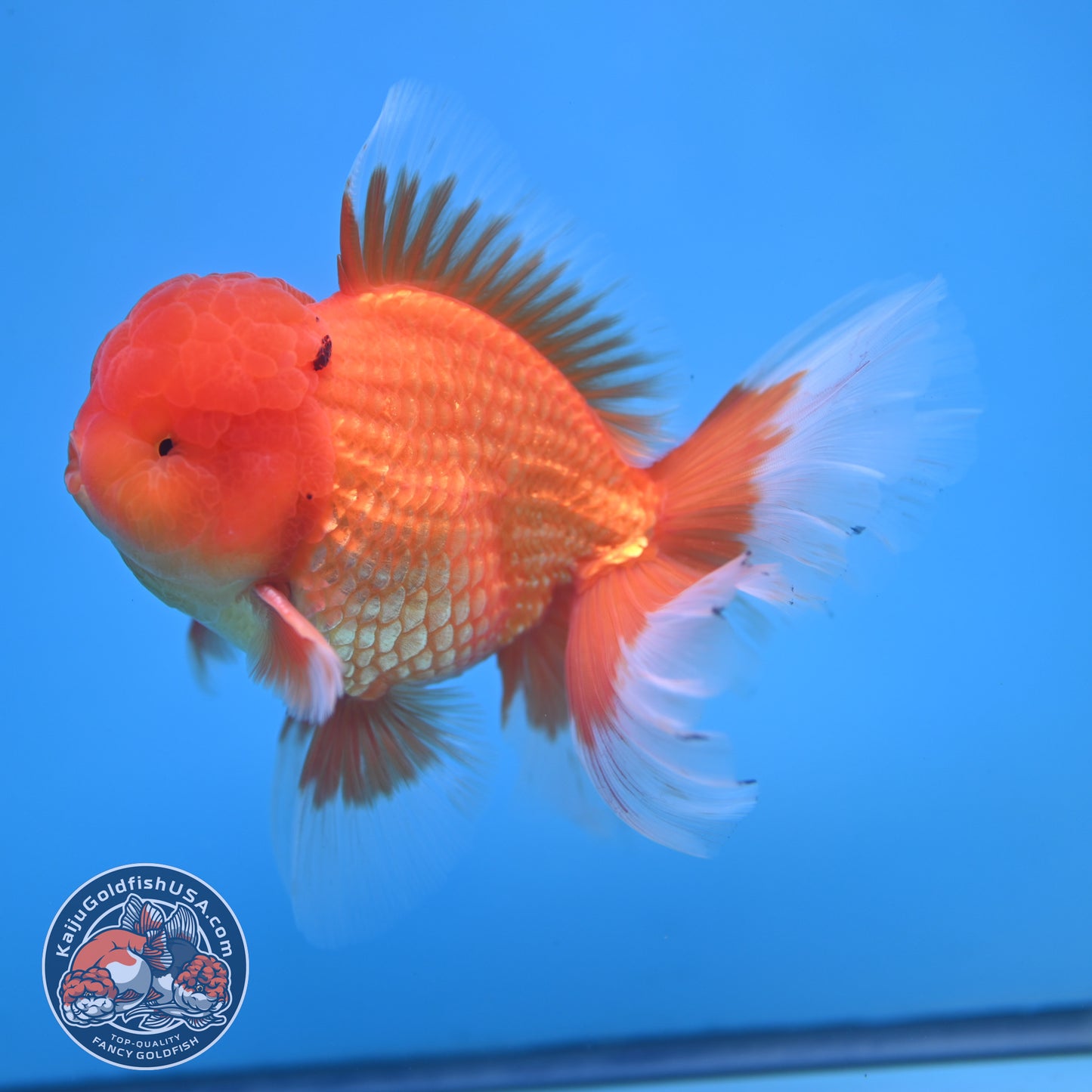 Classic Red Rose Tail Oranda 4 inch Body (250613_OR11)