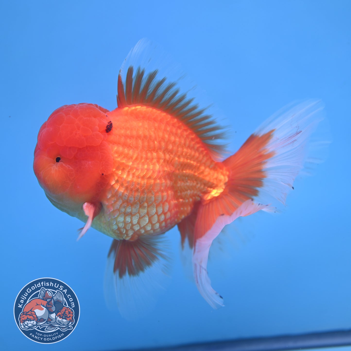 Classic Red Rose Tail Oranda 4 inch Body (250613_OR11)