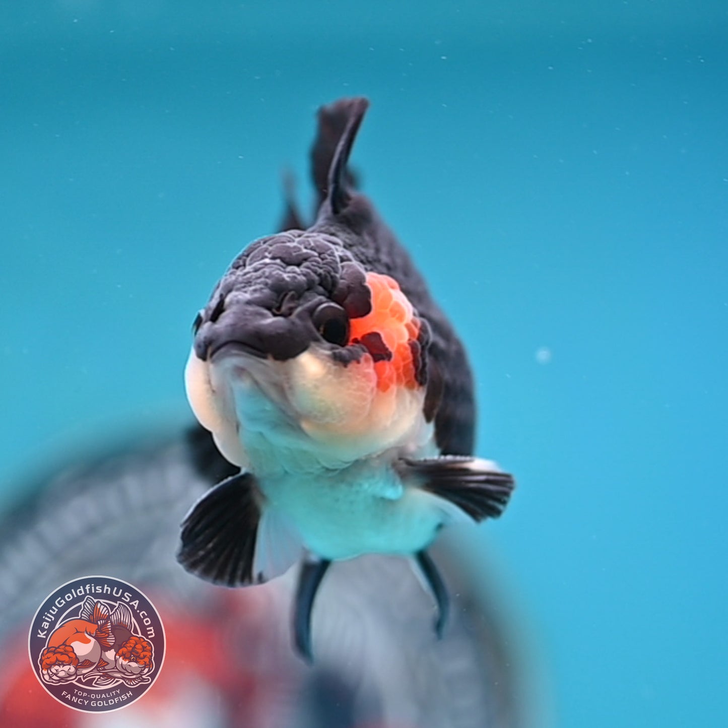 FREE2DAY Shipping - Tricolor Oranda 3 inches Body (250523_OR11)
