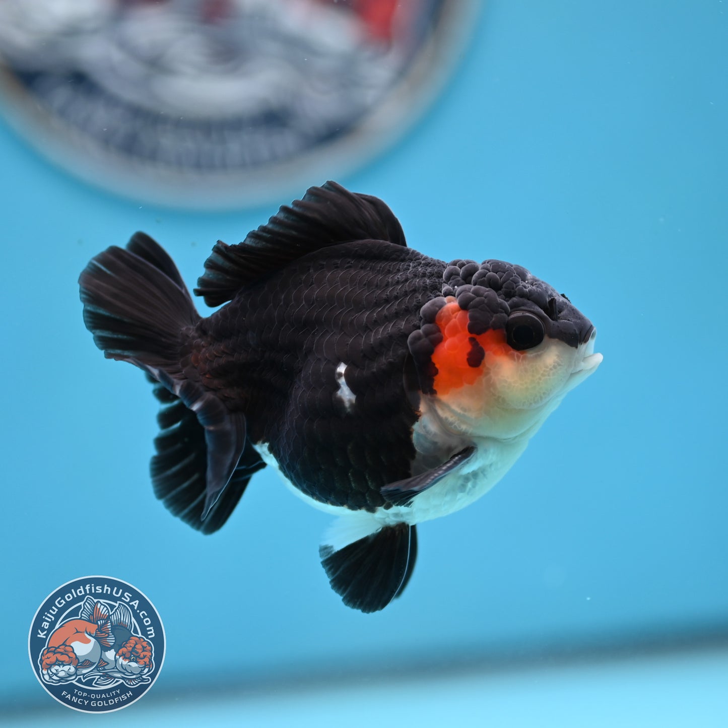 FREE2DAY Shipping - Tricolor Oranda 3 inches Body (250523_OR11)