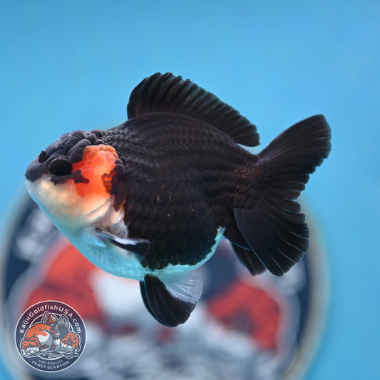 FREE2DAY Shipping - Tricolor Oranda 3 inches Body (250523_OR11)