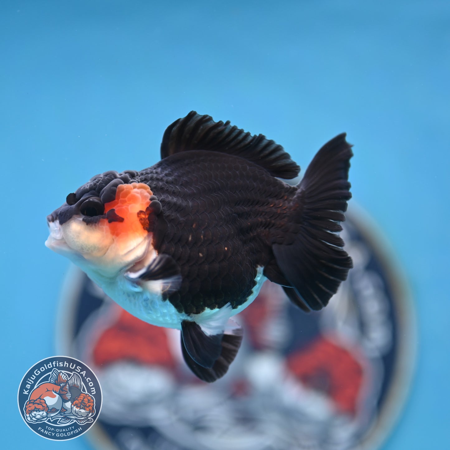 FREE2DAY Shipping - Tricolor Oranda 3 inches Body (250523_OR11)