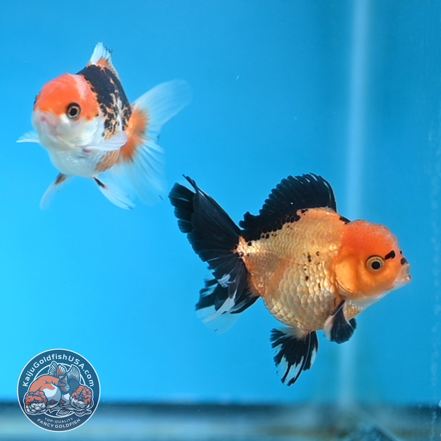 2-Pack Oranda 3 inches Body (250509_OR11)